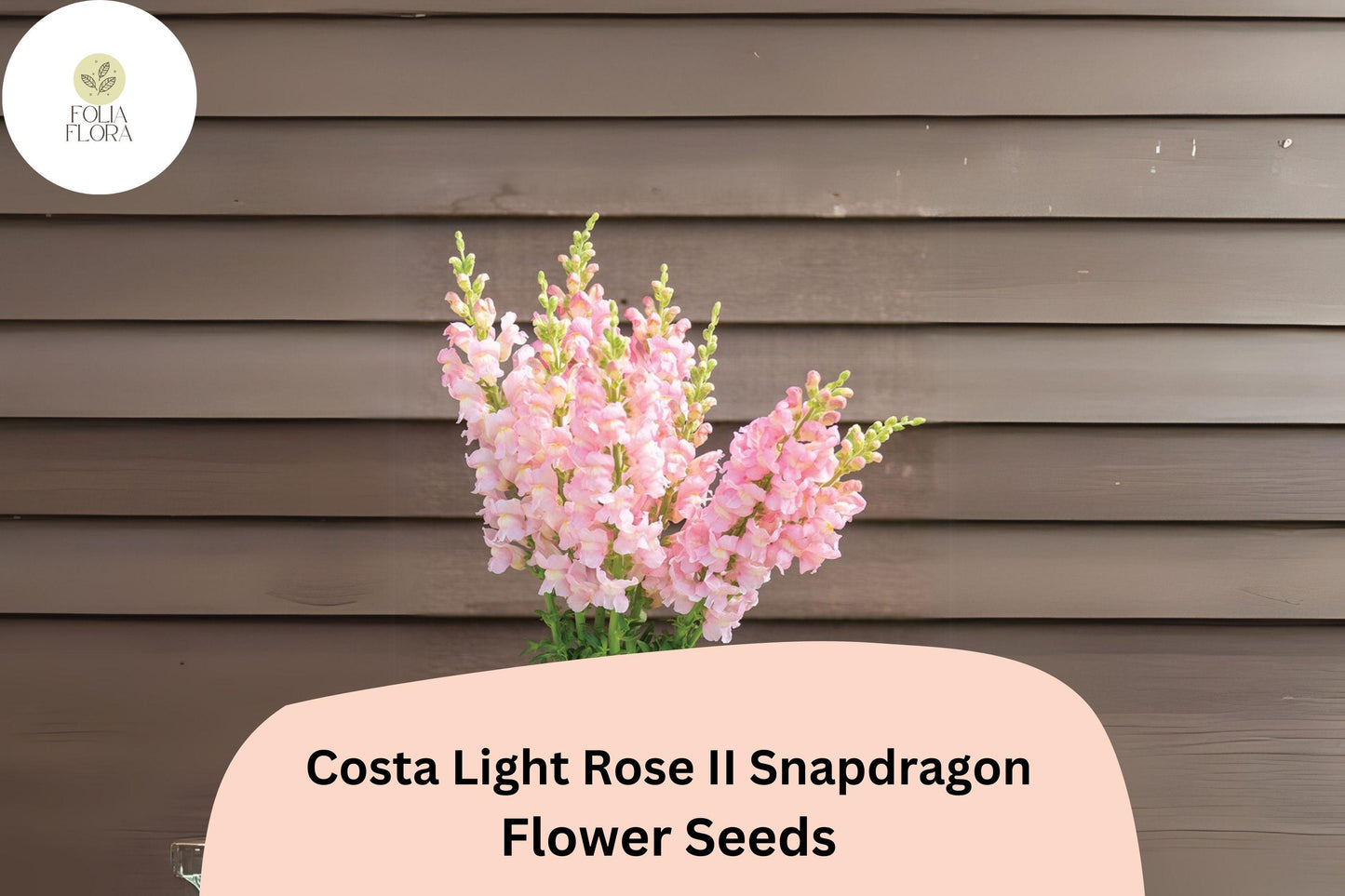 Costa Light Rose Snapdragon Seeds | Soft Pink Blooms | Antirrhinum majus | 1000+ Seeds for Garden Beds, Borders & Containers