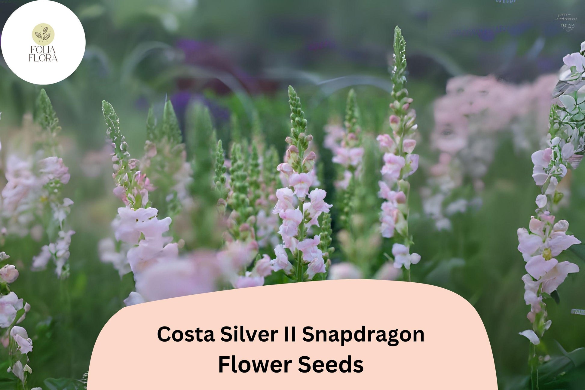 Costa Silver II Snapdragon Seeds | Silvery-Lavender Blooms, 1000+ Seeds | Antirrhinum majus | Pollinator-Friendly, Long-Blooming