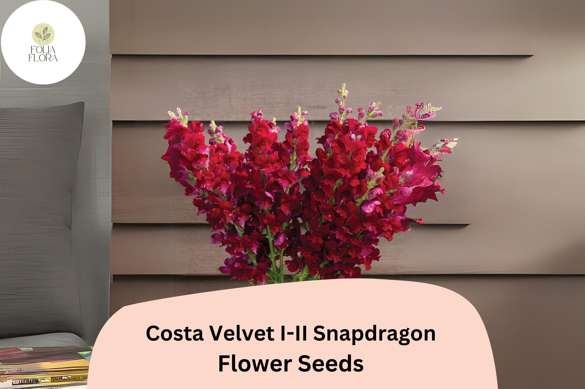 Costa Velvet Snapdragon Seeds – Deep Red Blooms, 1000+ Seeds, Antirrhinum majus, Tall Upright Growth, Pollinator-Friendly, Long-Lasting