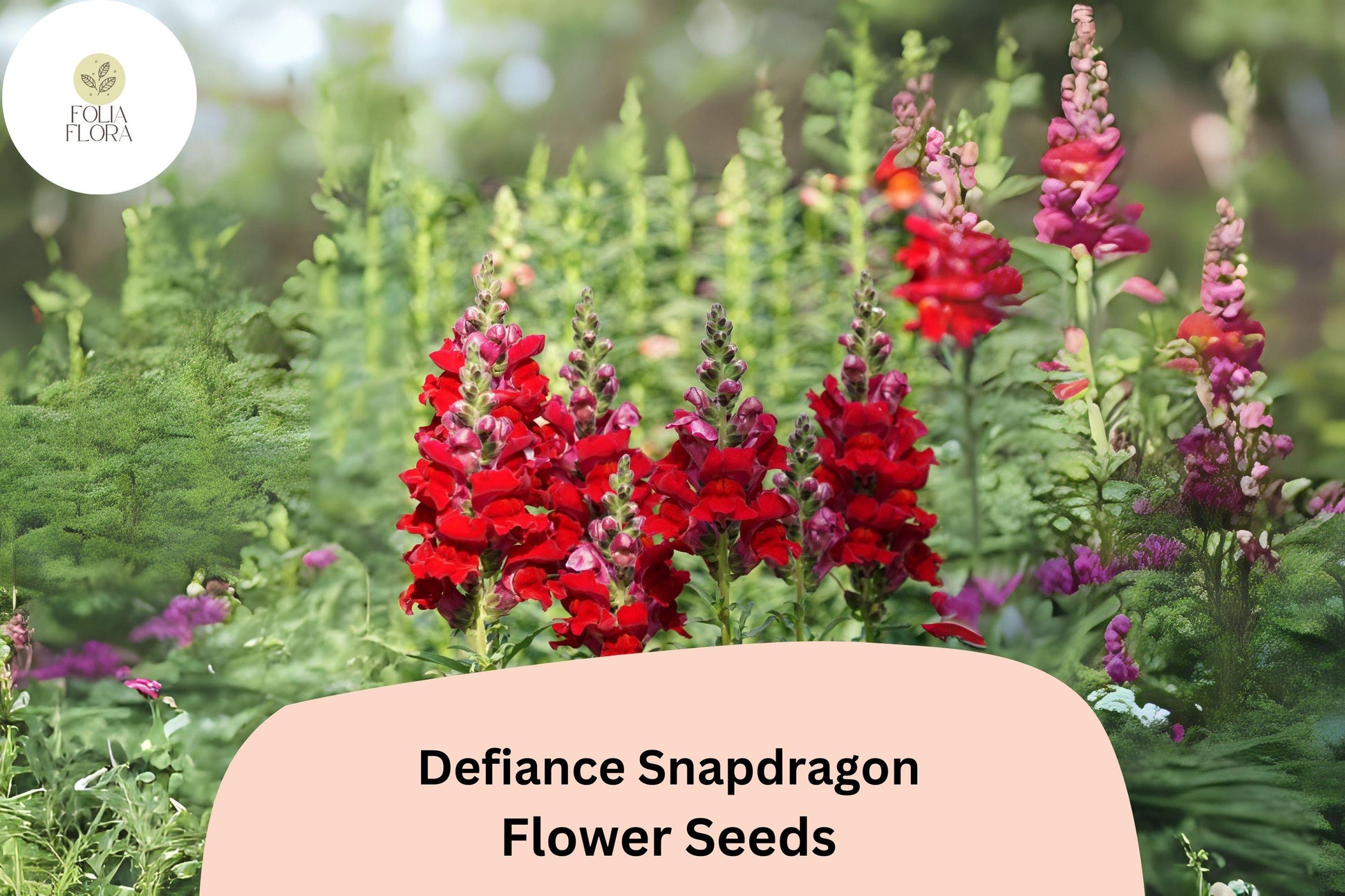 Defiance Snapdragon Seeds 1000+ | Deep Red Antirrhinum majus for Garden & Cut Flowers | Pollinator-Friendly Annual