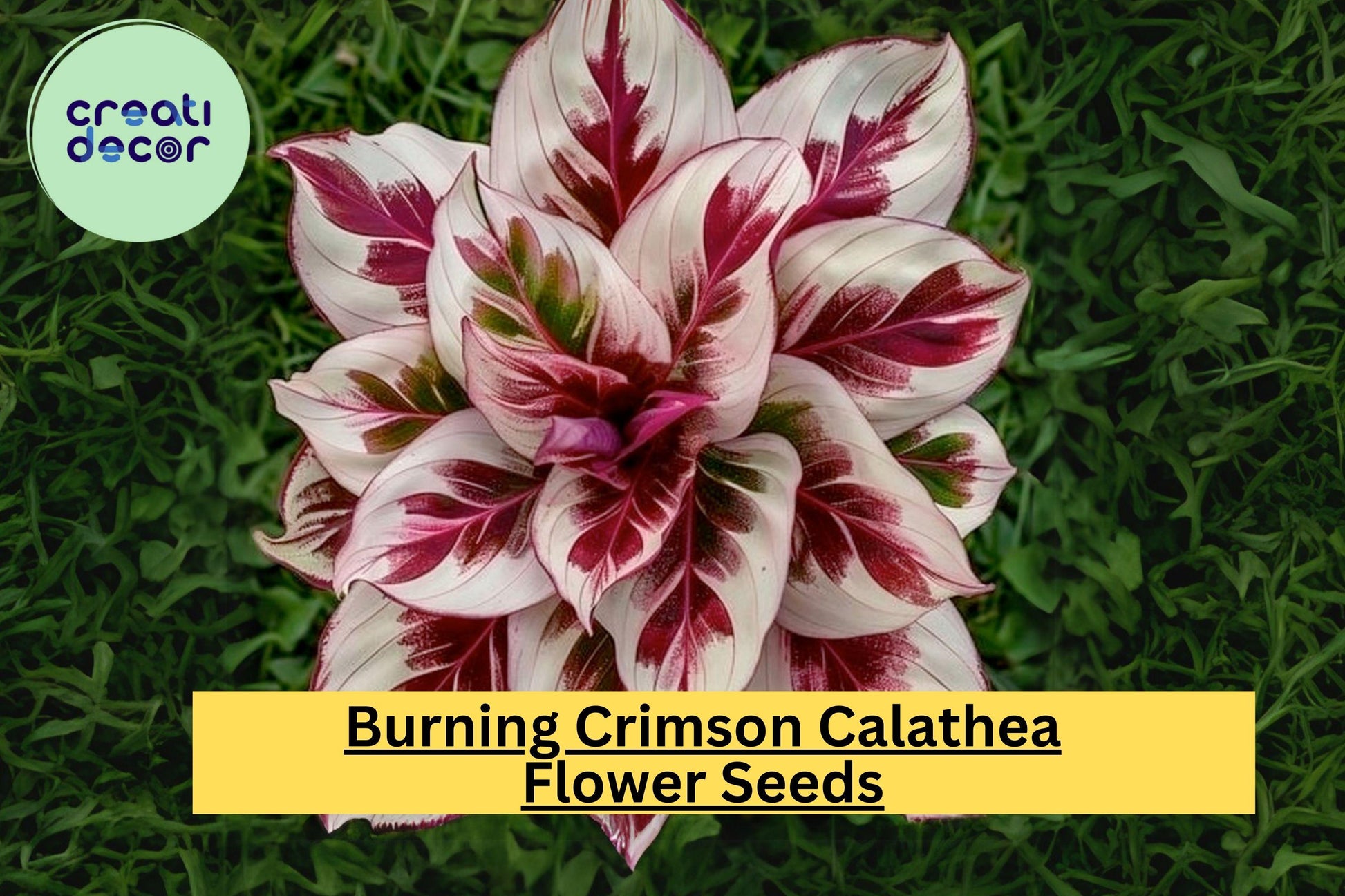Burning Crimson Calathea Seeds – Exotic Tropical Houseplant with Striking Crimson Foliage – Calathea spp.
