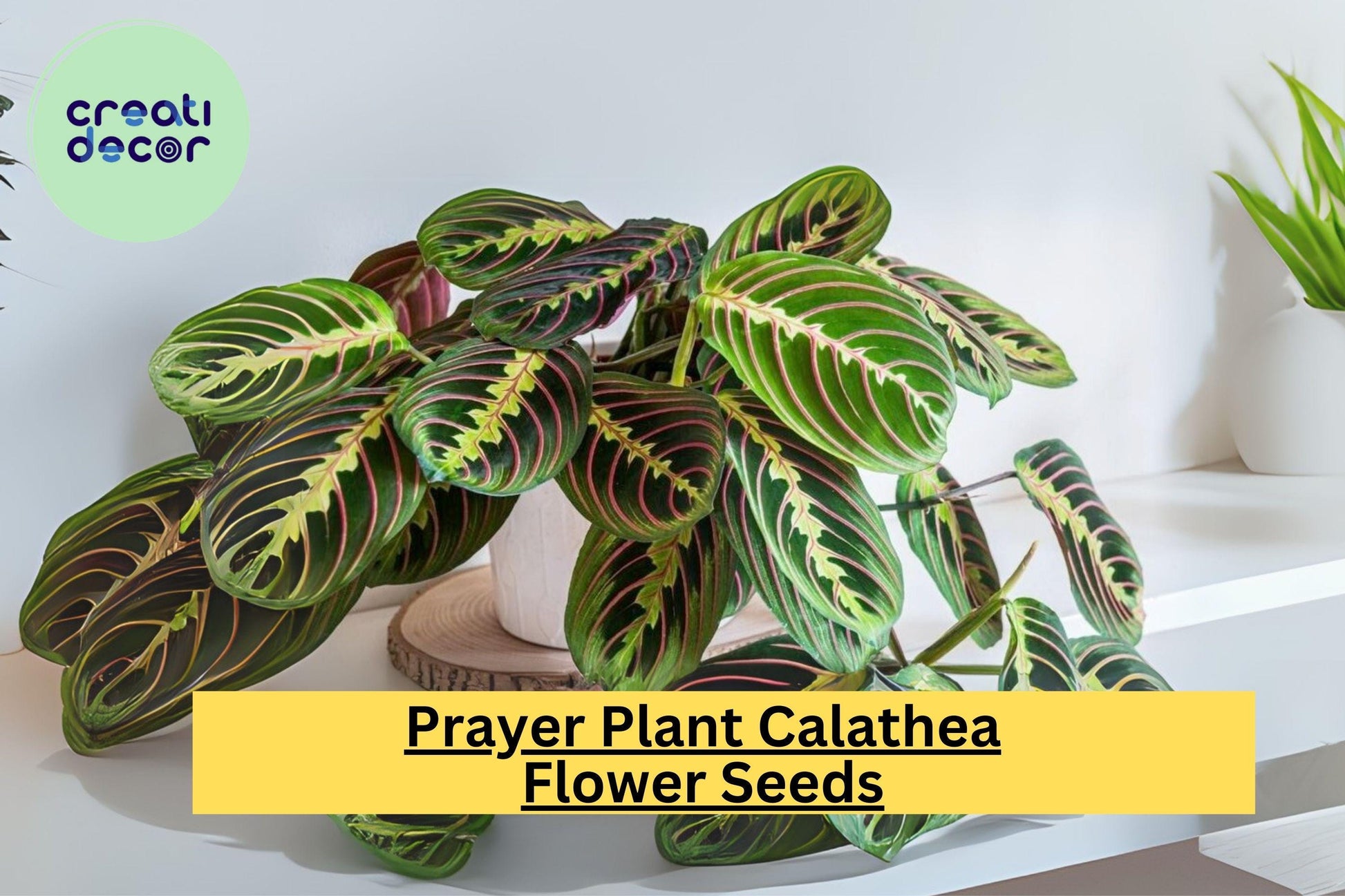 25+ Prayer Calathea Seeds | Tropical Houseplant with Unique Foliage | Calathea spp. for Indoor & Shaded Gardens