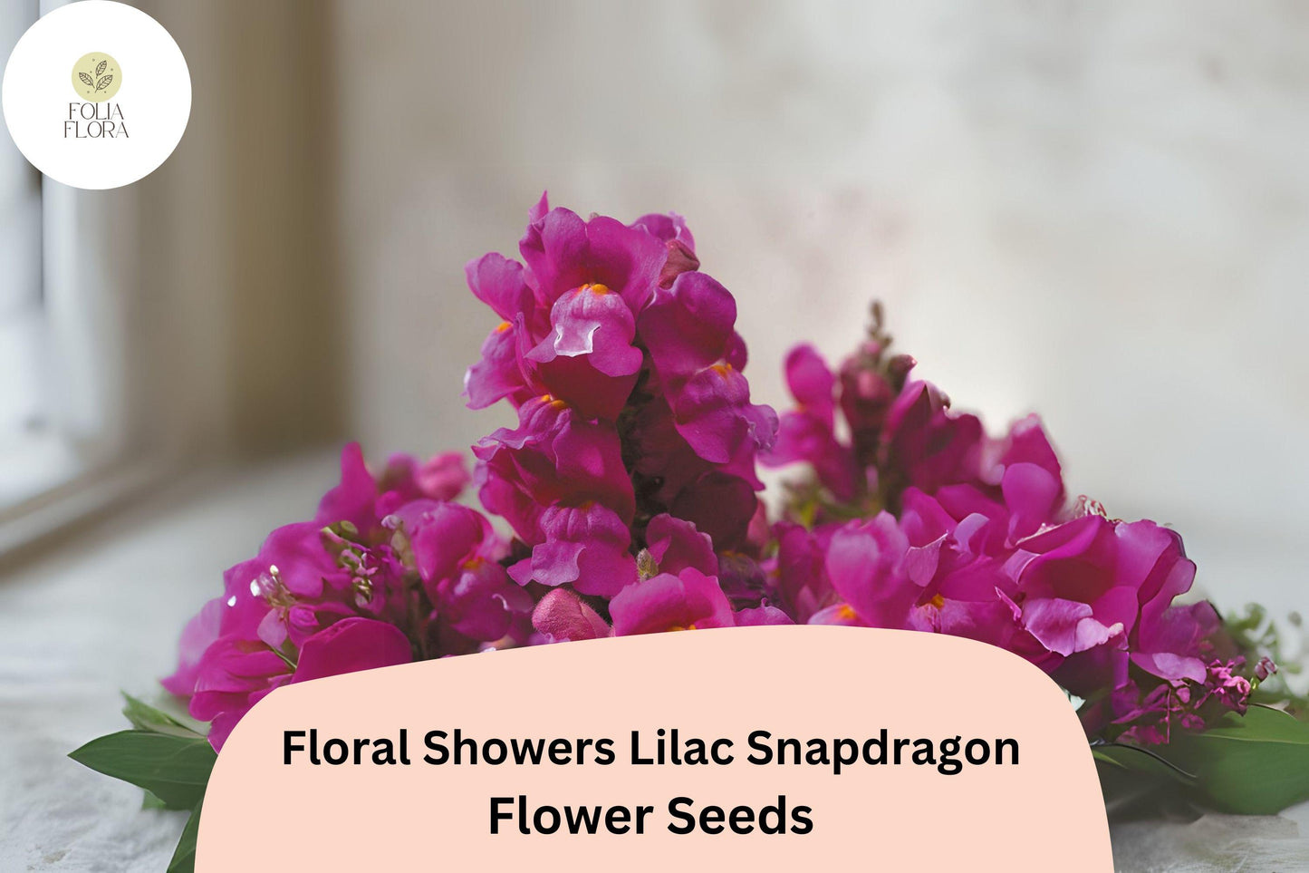 Lilac Snapdragon Seeds | Dwarf Antirrhinum majus | Pollinator-Friendly, Long-Blasting, Fragrant, Soft Lilac Purple