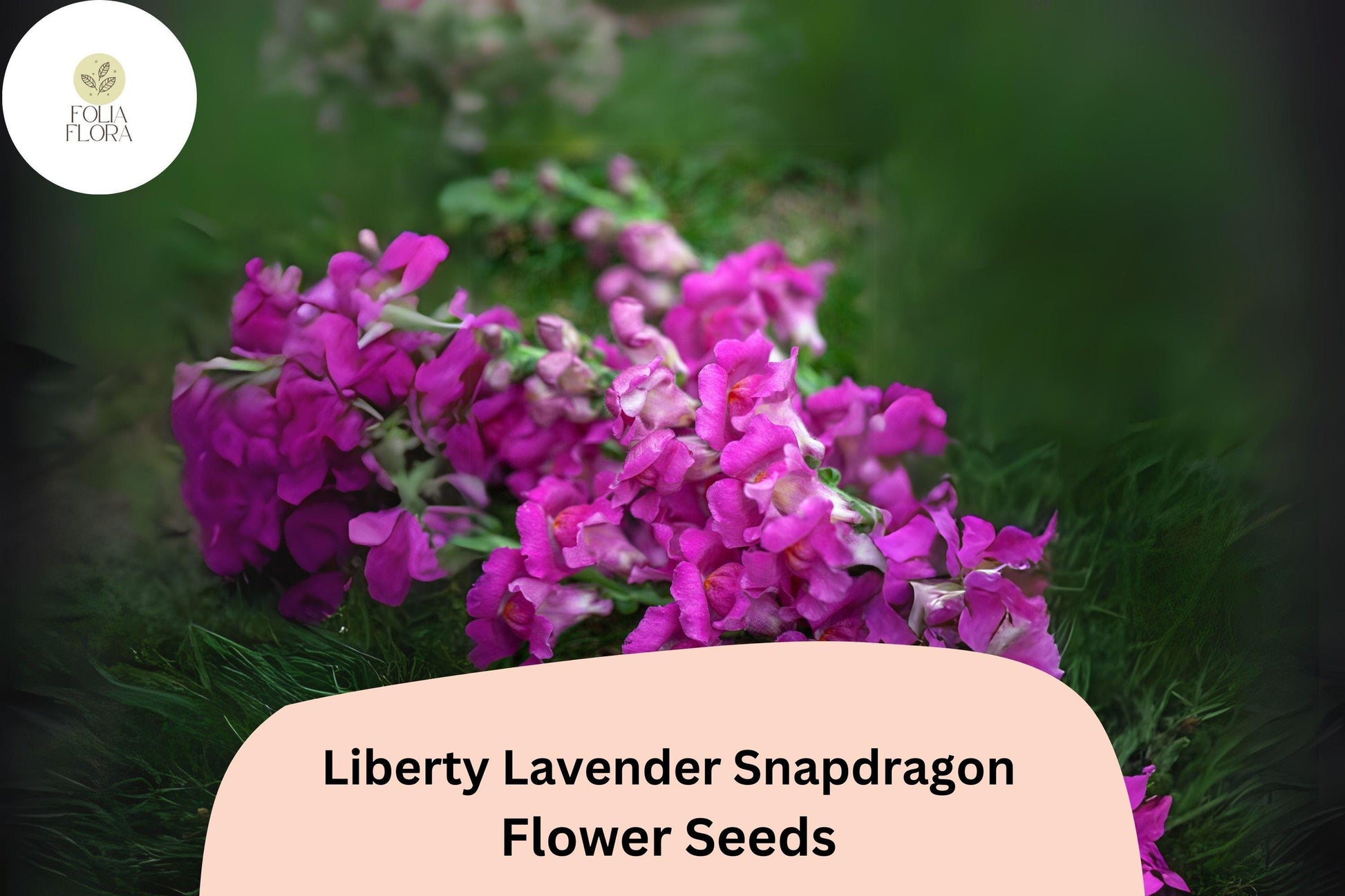 Antirrhinum majus Liberty Lavender Snapdragon Seeds – 1000+ Soft Purple Blooms for Garden & Cut Flowers