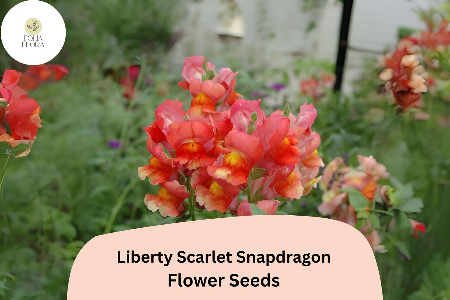 Antirrhinum majus Liberty Scarlet Snapdragon Seeds – 1000+ Bold Red Blooms for Garden & Cut Flowers