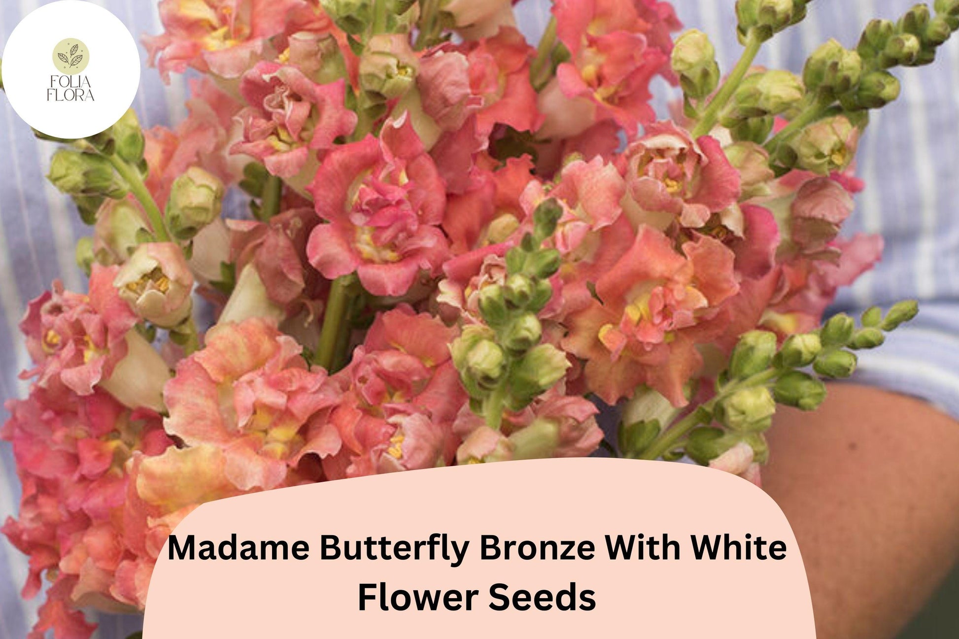 Madame Butterfly Snapdragon Seeds – Ruffled Bronze White Antirrhinum majus, Double-Petaled, Pollinator-Friendly, Full Sun, 1000+ Seeds