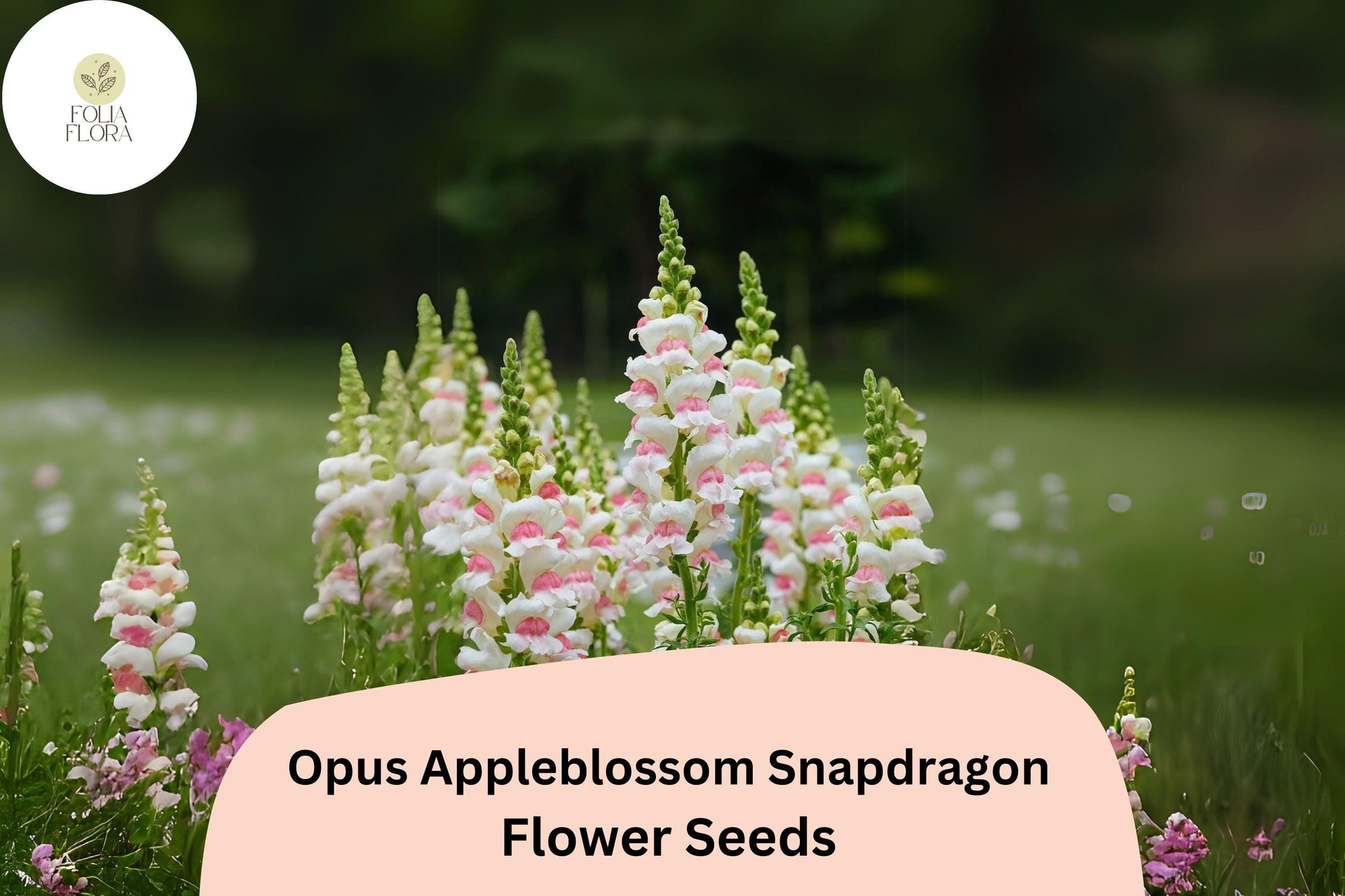 Opus Appleblossom Snapdragon Seeds – Soft Pink & White Blooms, Antirrhinum majus, Pollinator-Friendly, Cut Flower, Garden Bedding