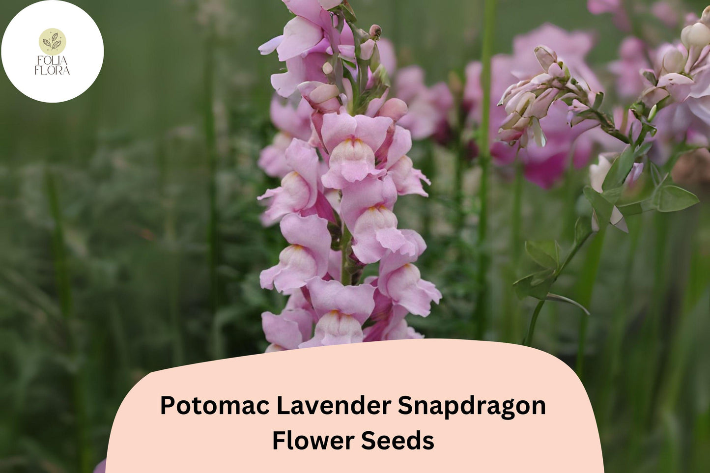 Antirrhinum majus Potomac Lavender Snapdragon Seeds – 1000+ Soft Purple Blooms for Garden & Cut Flowers