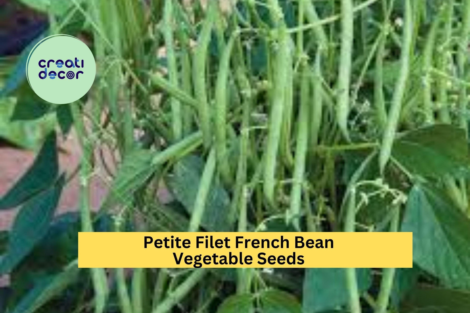 Petite Filet French Bean Seeds – 3 Pack, Green, Bush Variety, Phaseolus vulgaris, Tender Stringless Pods for Garden, Container, Raised Bed