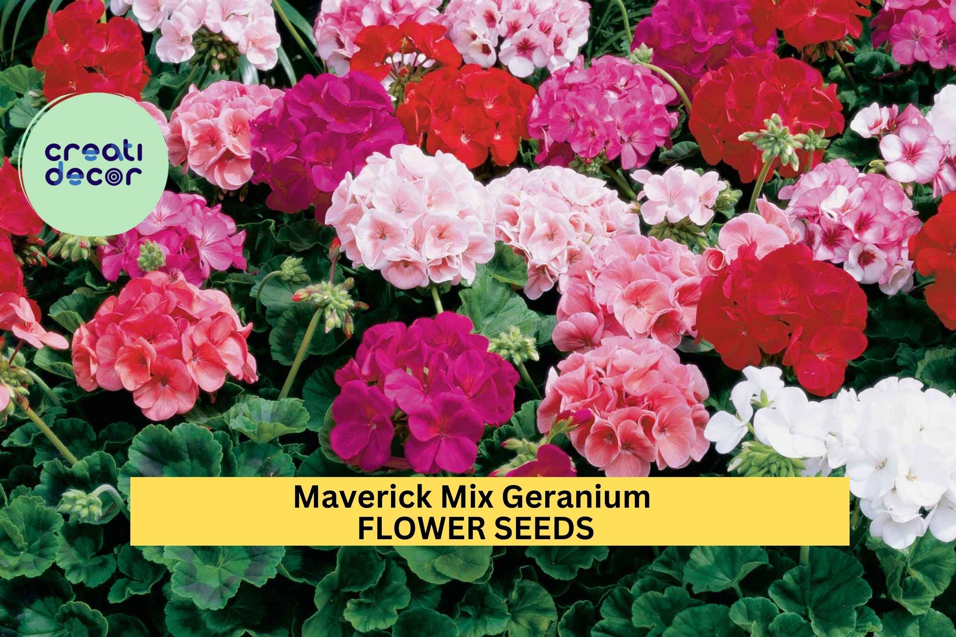 Maverick Mix Geranium Seeds – Pelargonium × hortorum – Vibrant Red, Pink, White, Salmon – Garden Bed & Container Annual Seed Pack