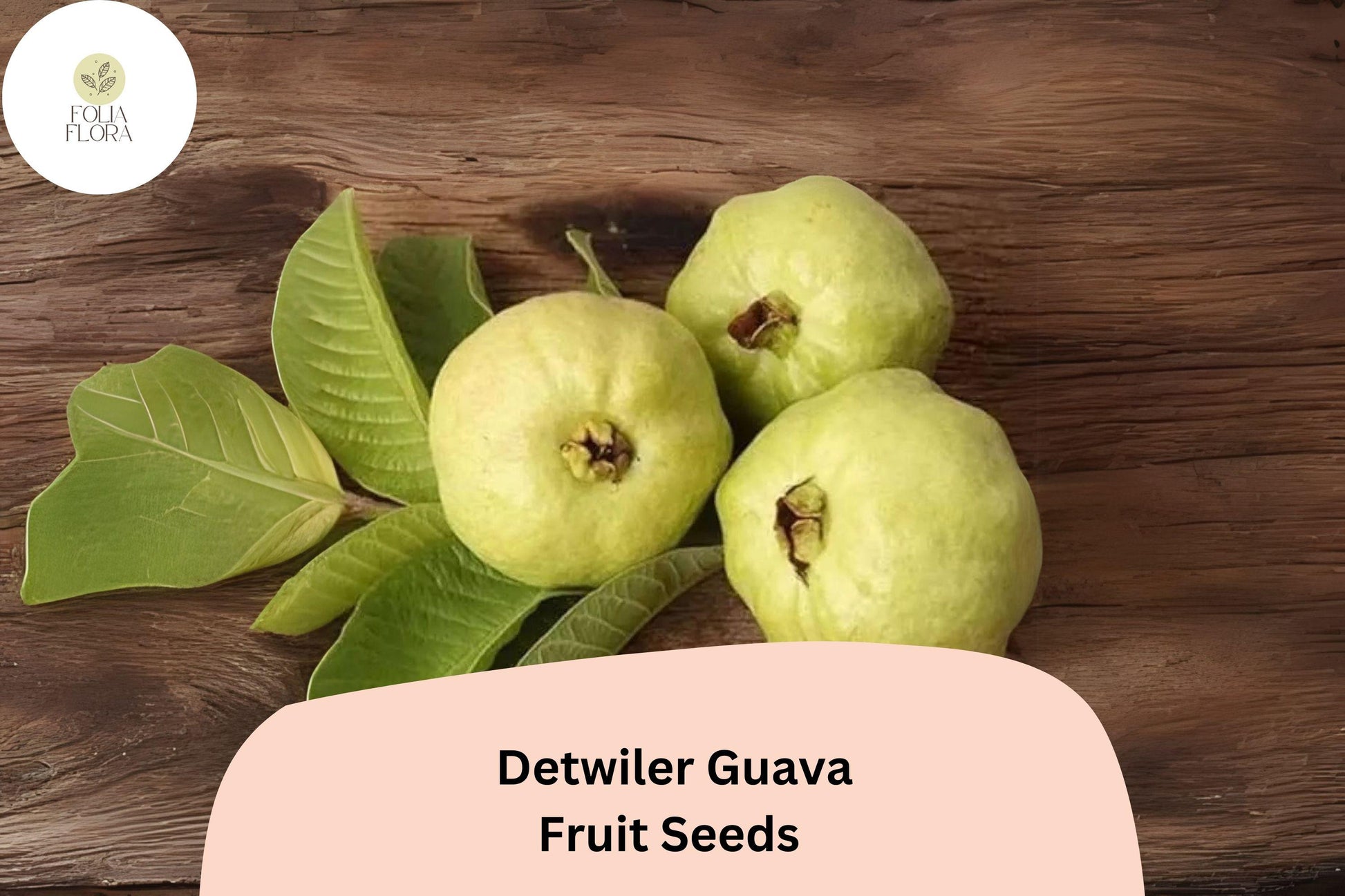 50+ Detwiler Guava Seeds – Psidium guajava Tropical Fruit Tree for Home Garden & Container Growing