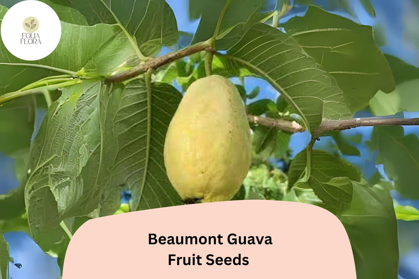 50+ Beaumont Guava Seeds – Psidium guajava Tropical Fruit Tree for Garden & Container Cultivation
