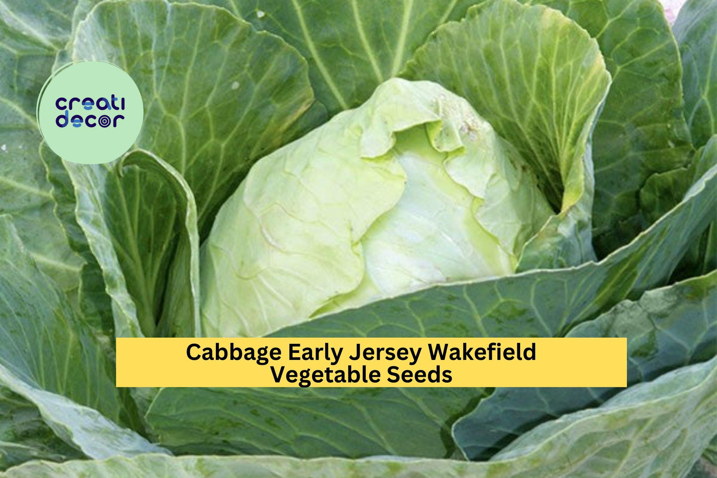 Early Jersey Wakefield Cabbage Seeds – Heirloom, Pointed Green Heads, Brassica oleracea, for Garden Beds, Containers, Rows