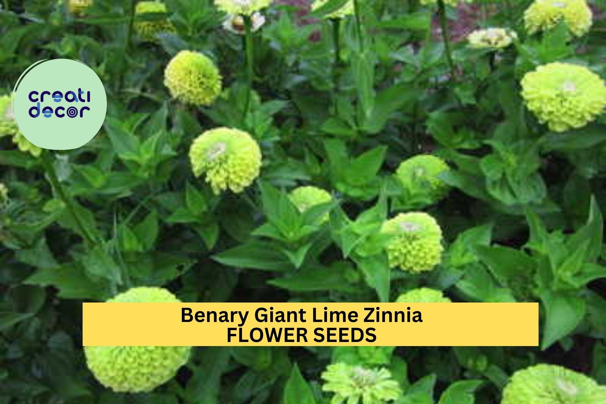 Benary Giant Lime Zinnia Seeds – Large Chartreuse Blooms for Cut Flowers, Pollinator Gardens, Zinnia elegans, 100+ Seeds