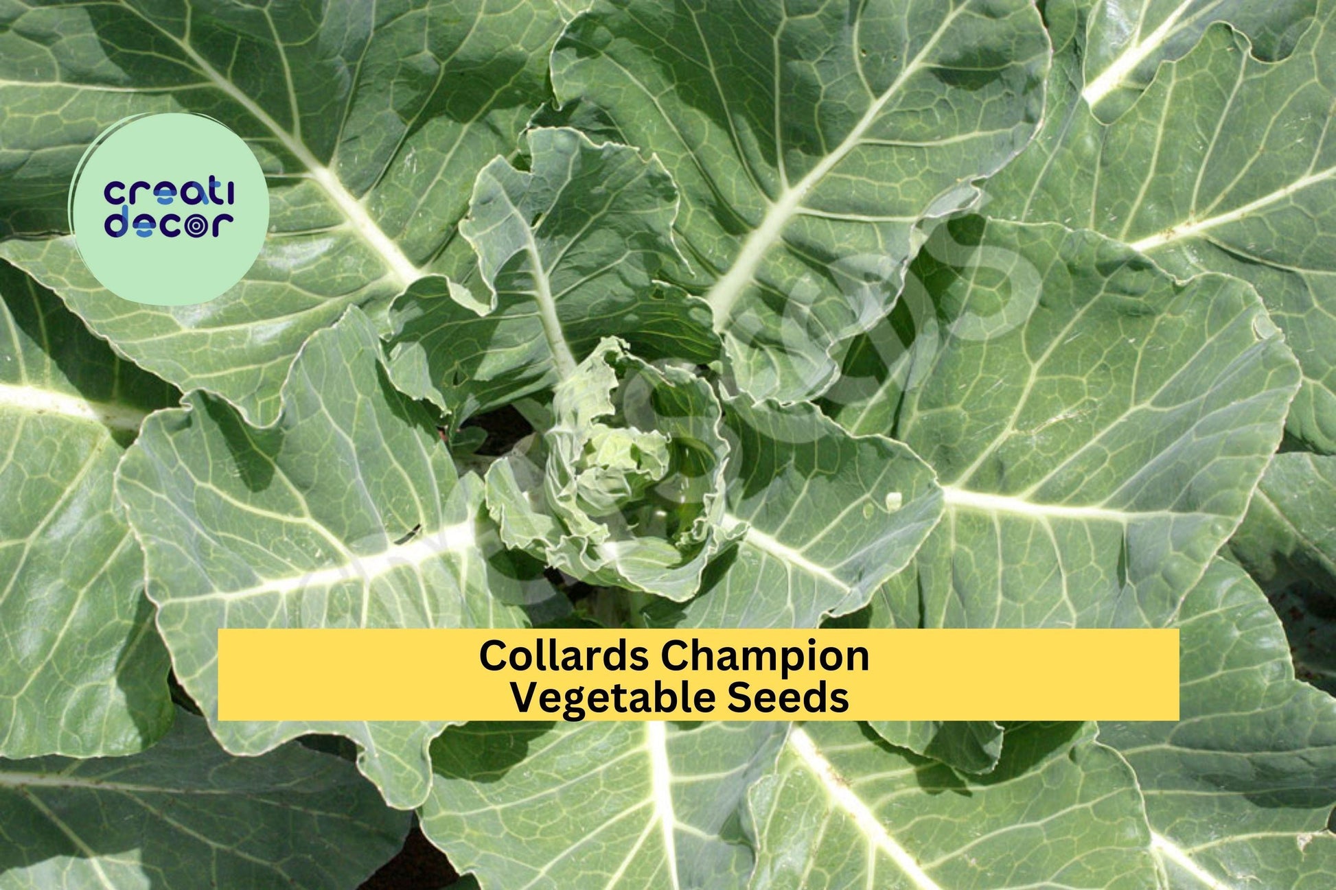 Collards Champion Seeds 3 Pack – Heirloom Brassica oleracea, Dark Green Leaves for Garden Beds, Containers, Raised Rows