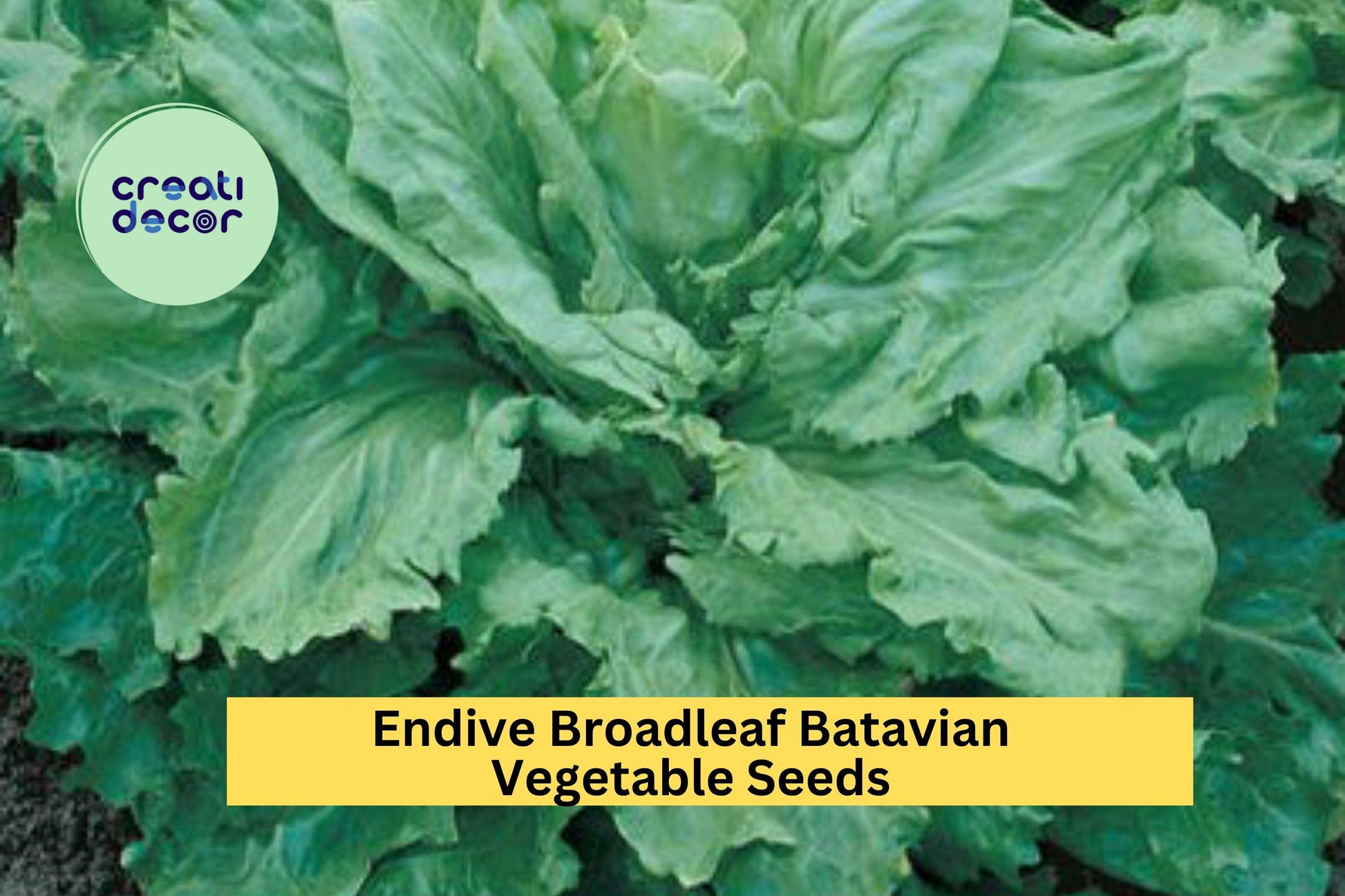 3pcs Endive Broadleaf Batavian Seeds – Crisp Green Leaves for Salads & Sandwiches, Cichorium endivia