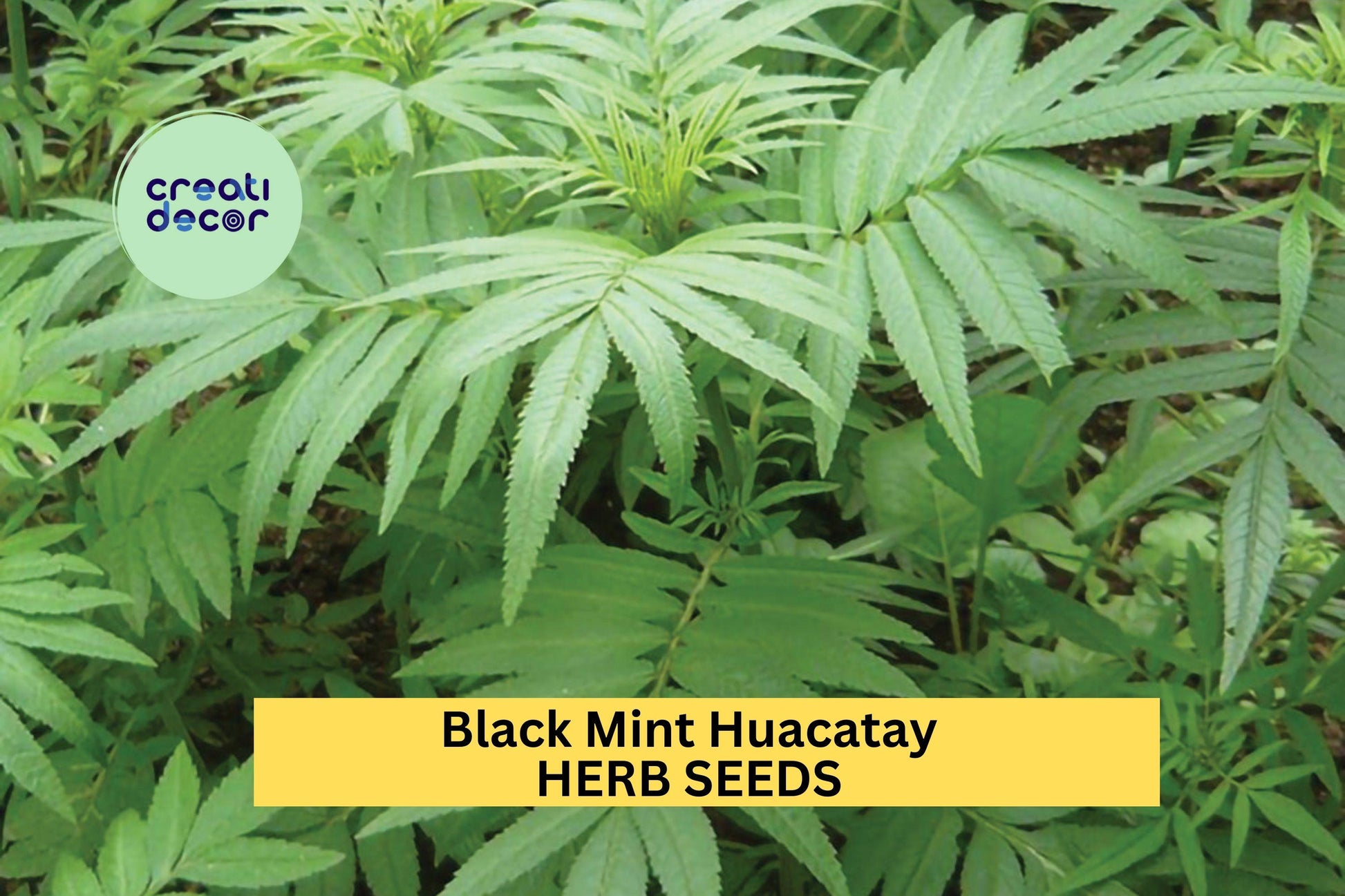 Black Mint Huacatay Seeds – 100mg, Aromatic Peruvian Herb, Tagetes minuta for Culinary, Herb Gardens, Garden Beds