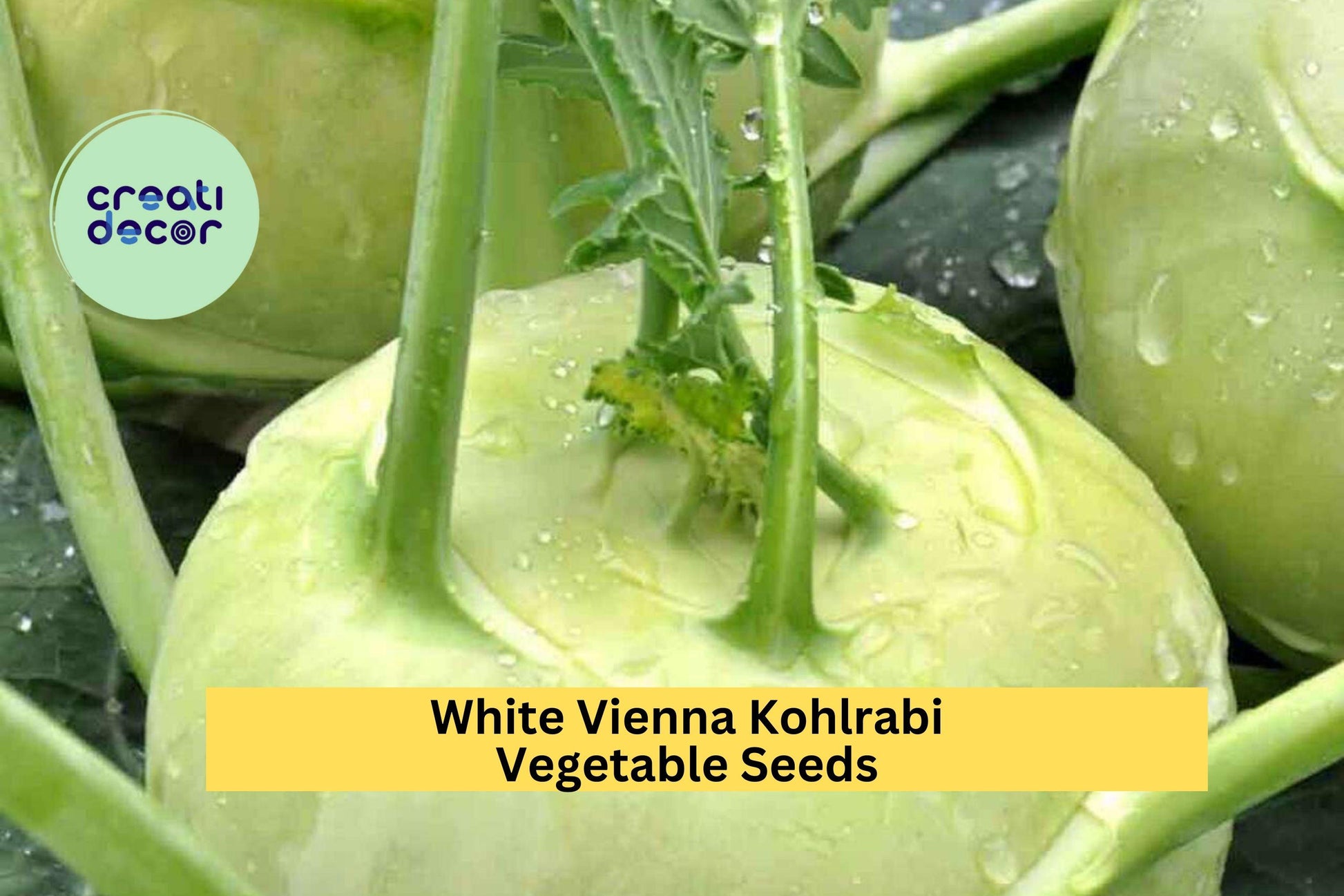 3pcs 500mg White Vienna Kohlrabi Seeds – Heirloom Brassica oleracea, Mild Crisp Bulb for Spring & Fall Vegetable Gardening