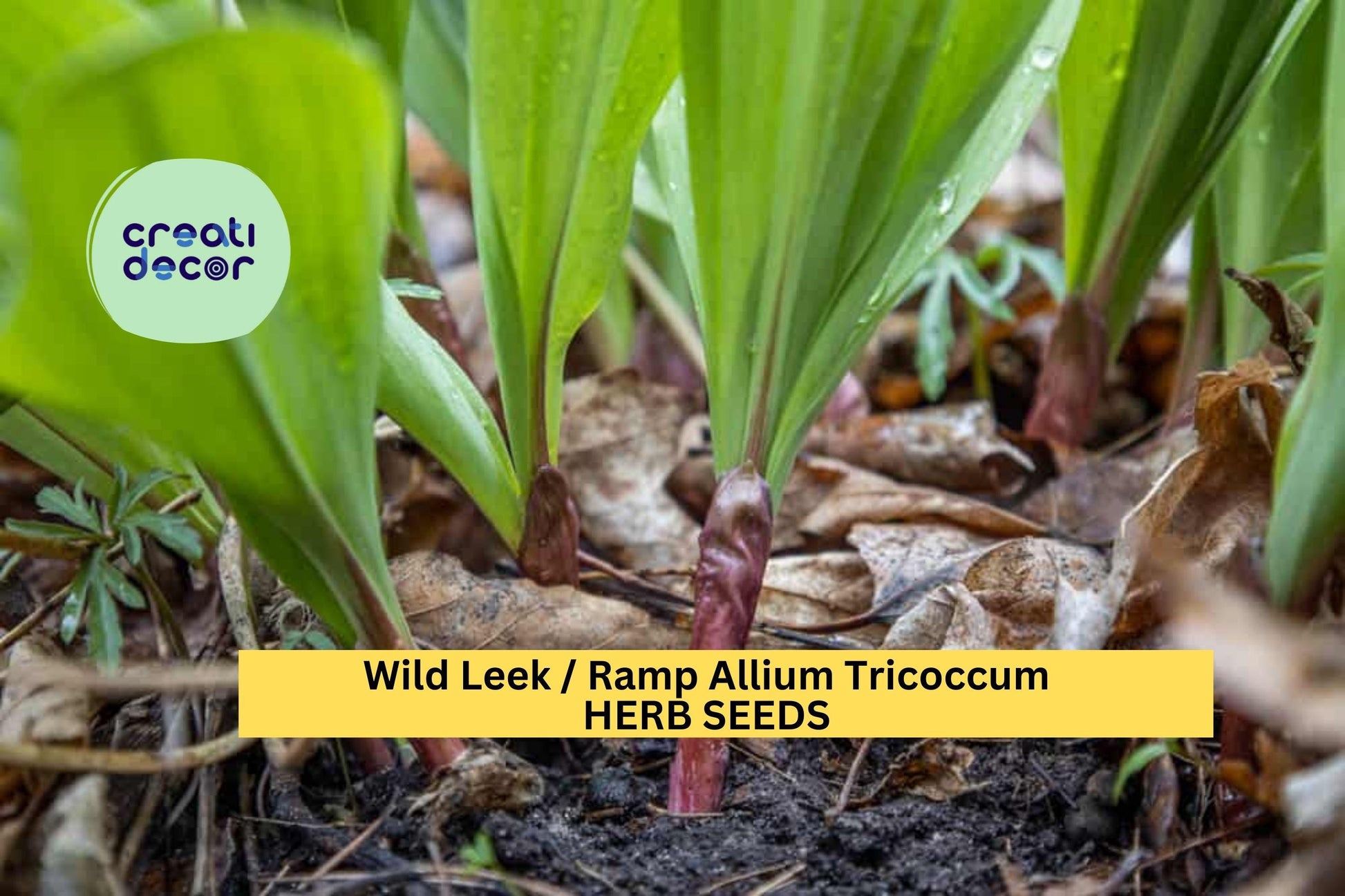 Wild Leek Seeds 3 Pack Allium Tricoccum Heirloom Native Edible Onion Garlic Flavor for Woodland Gardens