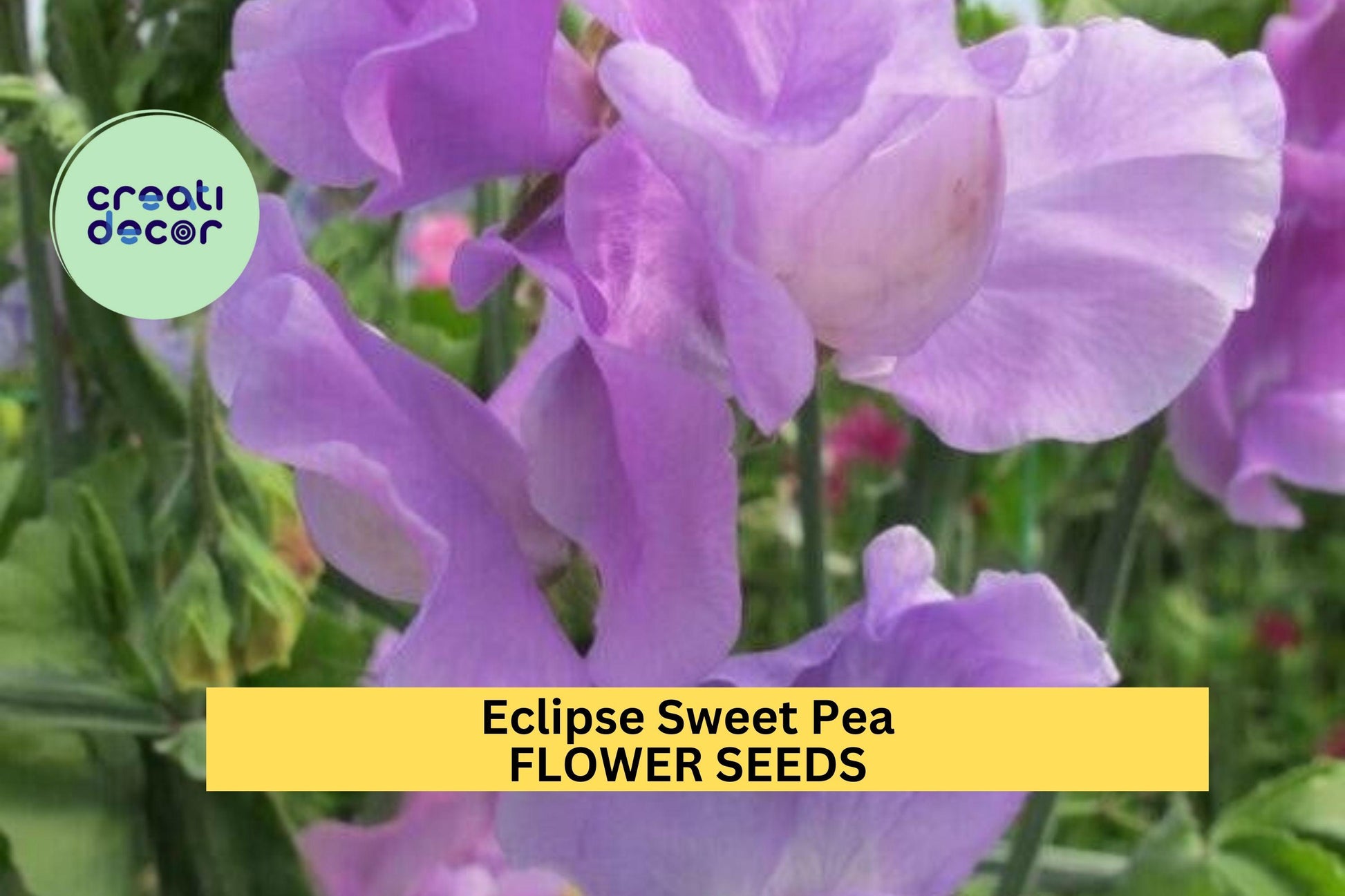 Eclipse Sweet Pea Seeds – 50+ Deep Purple to Black Blooms for Trellises, Arches & Cut Flowers – Lathyrus odoratus