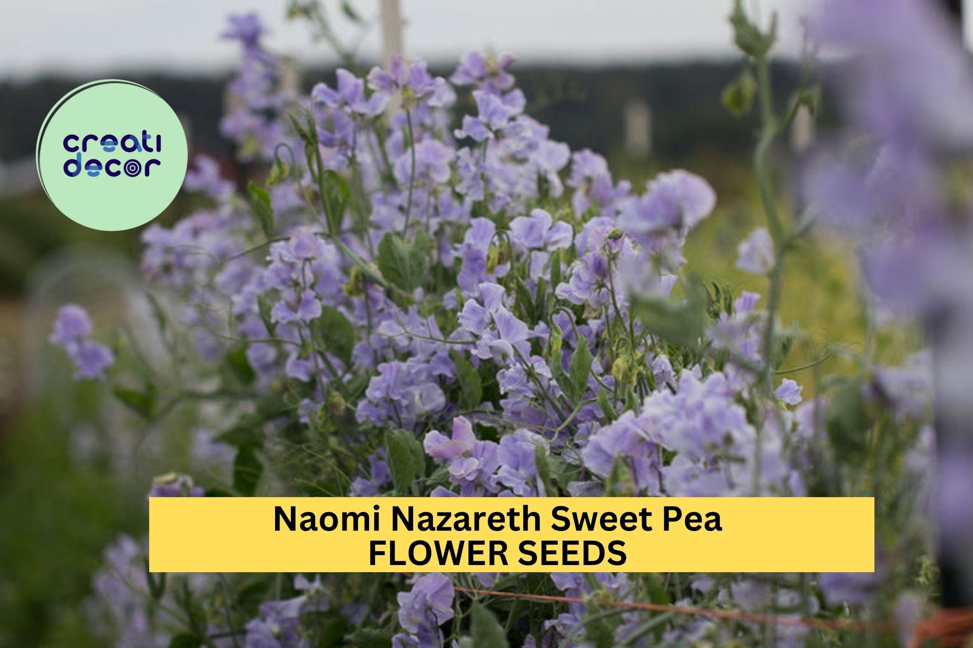 Naomi Nazareth Sweet Pea Seeds – Blush Pink Climbing Vine for Trellises, Bouquets & Cottage Gardens – Lathyrus odoratus