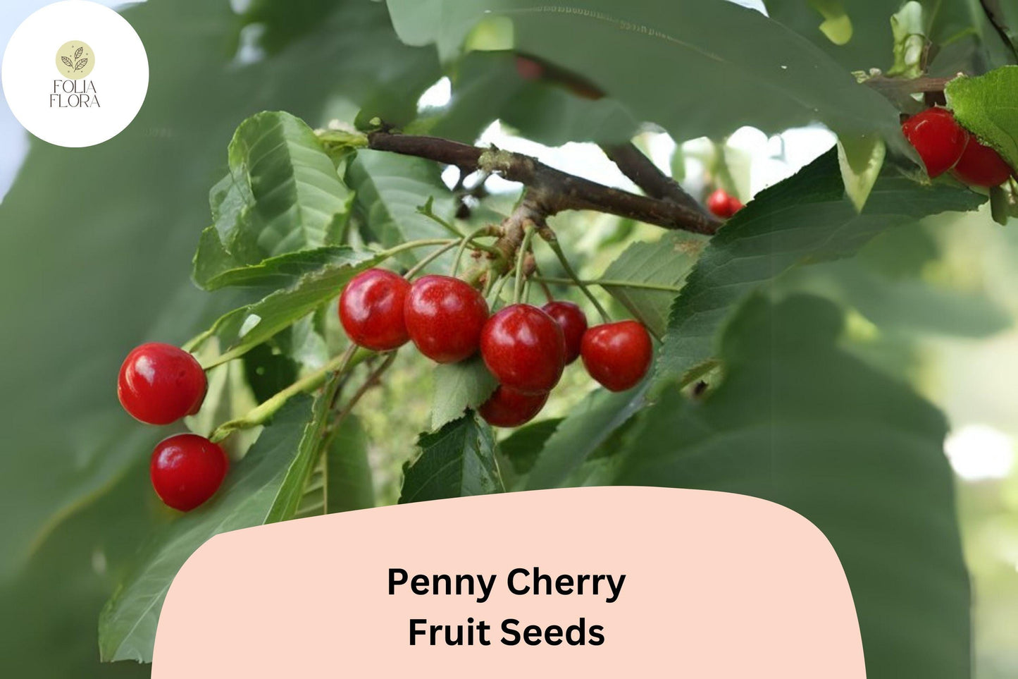 10+ Penny Cherry Seeds – Cold-Hardy, Sweet, Juicy Cherry Tree Variety for Home Gardens & Orchards