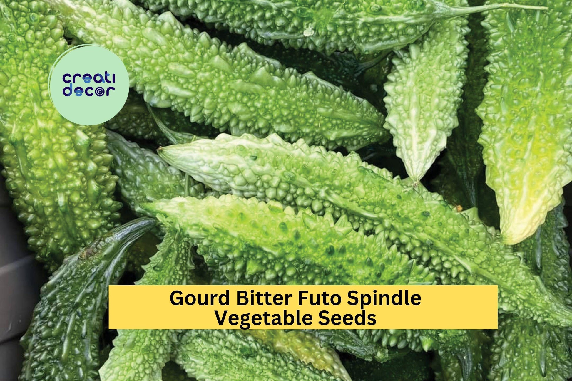 Bitter Melon Futo Spindle Seeds – 3 Packs of 5 Bright Green, Bumpy Gourds for Trellis Gardening & Asian Cooking – Momordica charantia