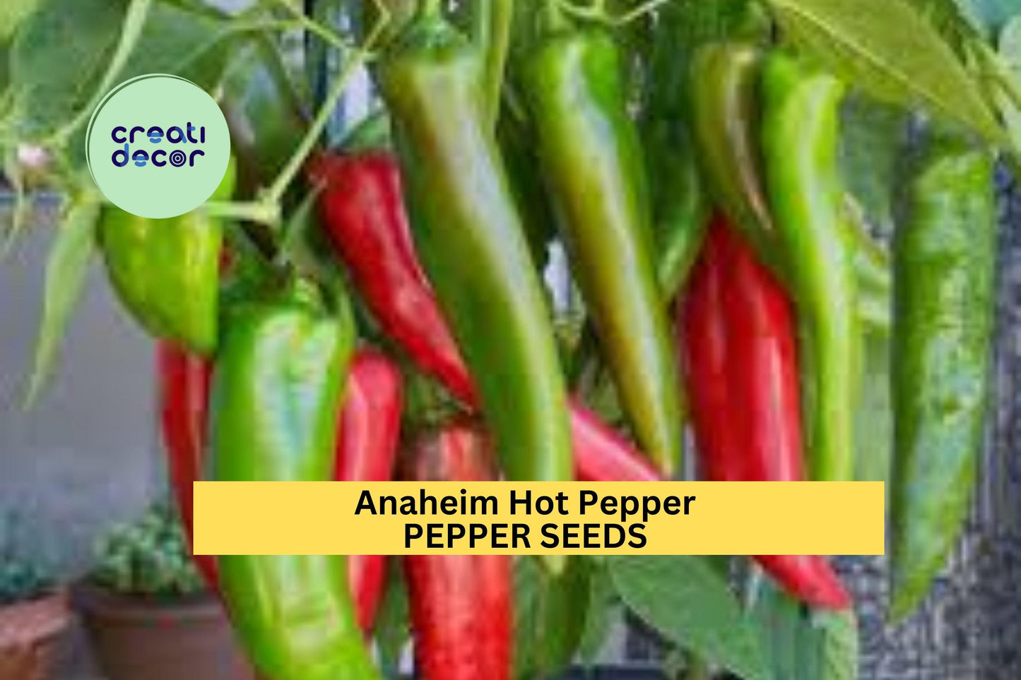 3pcs Anaheim Hot Pepper Seeds – Mild Capsicum annuum for Roasting, Salsa & Home Garden Growing Seeds