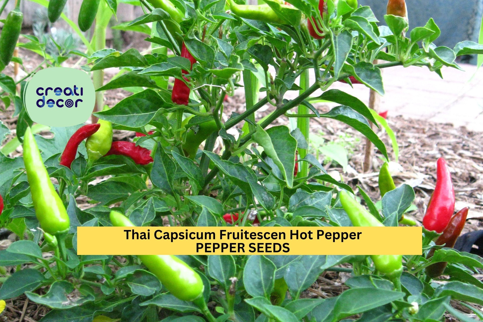 Large Hot Cherry Pepper Seeds – 3 Pack, Capsicum annuum, Spicy Round Chili for Pickling, Cooking & Garden Growing