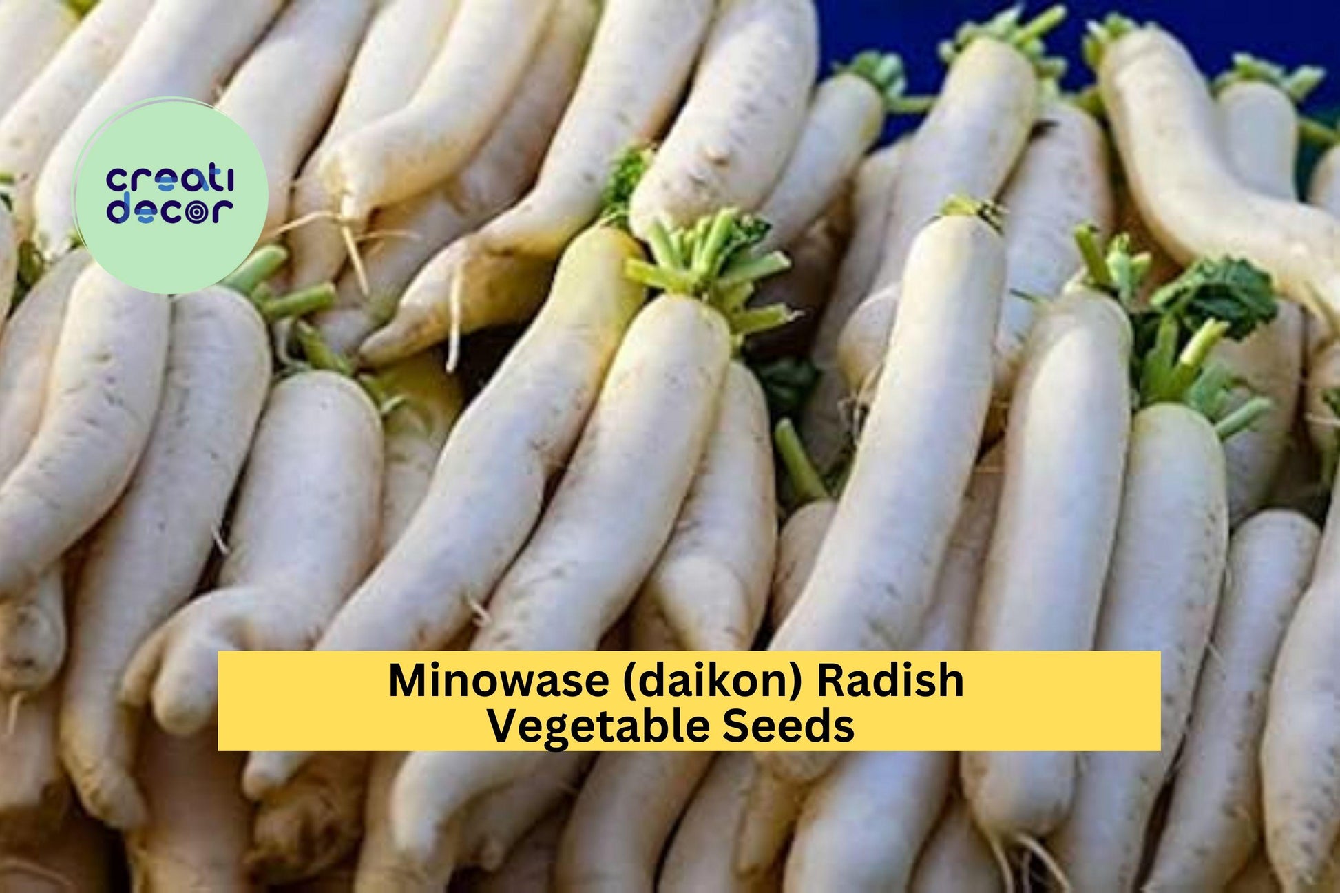 3pcs Japanese Minowase Daikon Radish Seeds – Long White Roots for Pickling & Stir Fry, Raphanus sativus var. longipinnatus