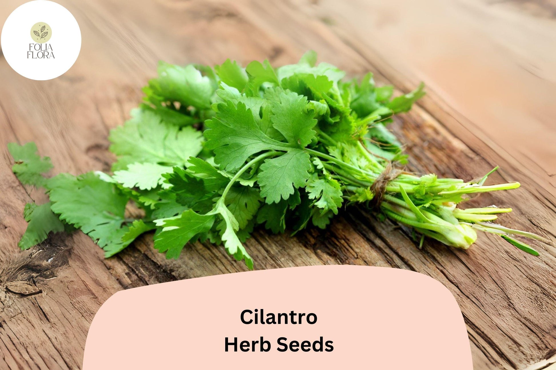 1000pcs Cilantro Seeds for Planting – Heirloom Coriander – Non-GMO Culinary Herb – Coriandrum sativum