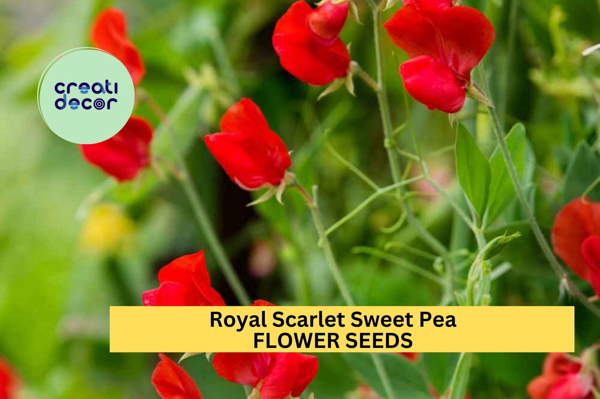 Royal Scarlet Sweet Pea Seeds – Vivid Red Climbing Flower Vine for Trellises, Bouquets & Cottage Gardens – Lathyrus odoratus
