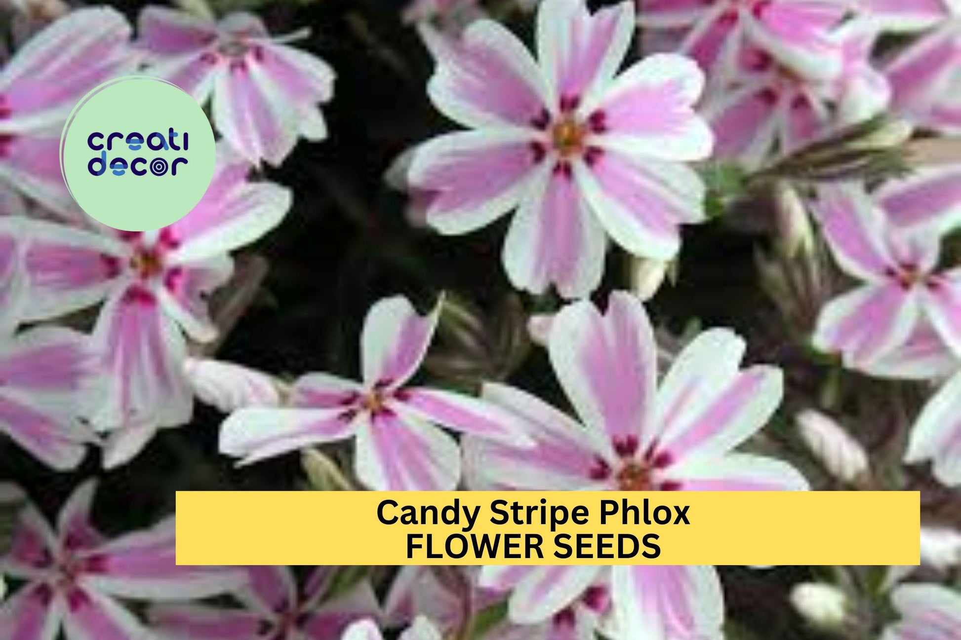 Candy Stripe Phlox Seeds – Pink & White Striped Creeping Groundcover for Borders, Rock Gardens, Pathways – Phlox subulata