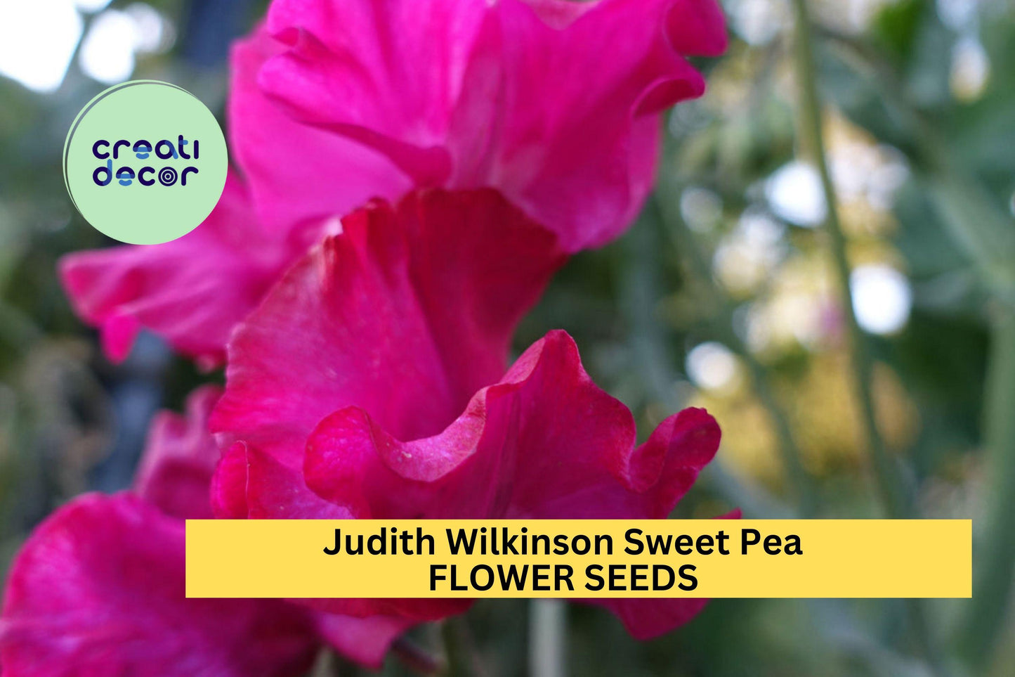 Judith Wilkinson Sweet Pea Seeds – Bright Pink Climbing Flower Vine for Bouquets & Gardens – Lathyrus odoratus, 50+ Seeds
