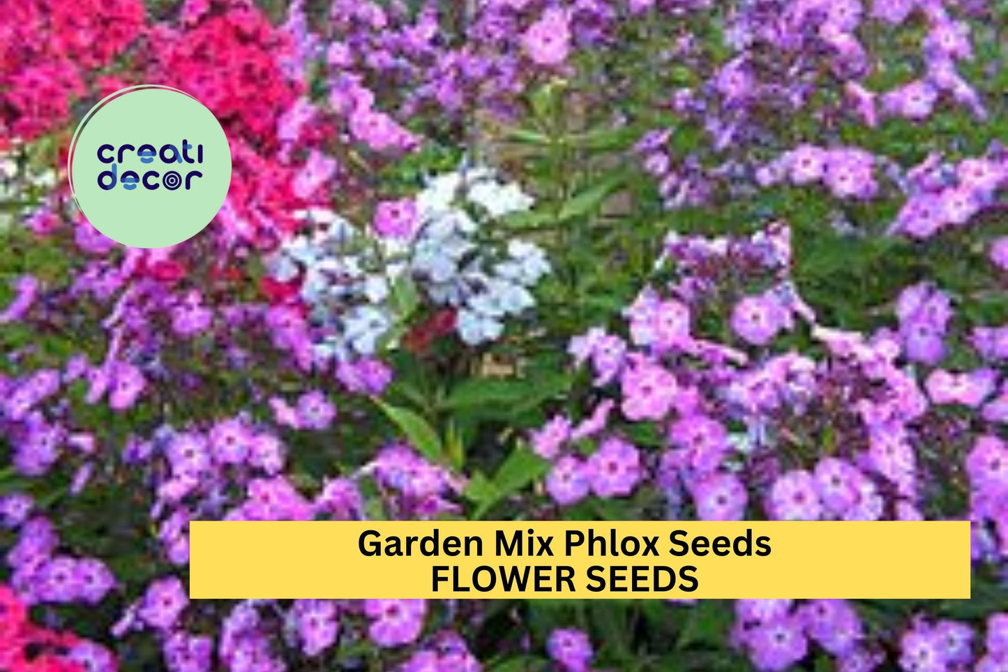 Garden Mix Phlox Seeds – Colorful Perennial Flowers for Borders & Pollinator Gardens – Phlox paniculata