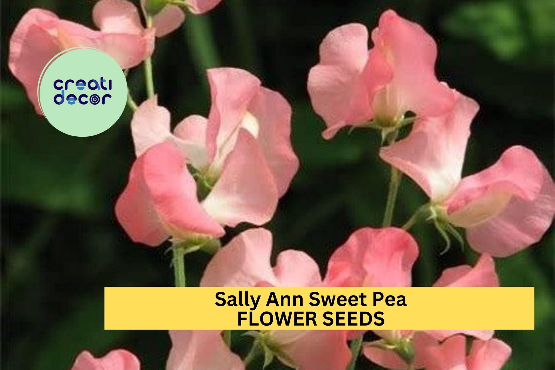 50+ White Sweet Pea Seeds – Fragrant Climbing Vines for Trellis & Bouquets – Lathyrus odoratus