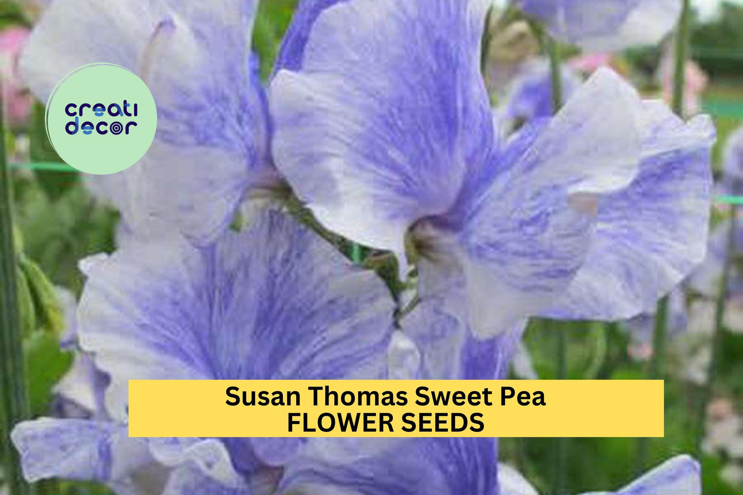 50+ Susan Thomas Sweet Pea Seeds – Fragrant Deep Pink Climbing Vines for Gardens & Bouquets – Lathyrus odoratus