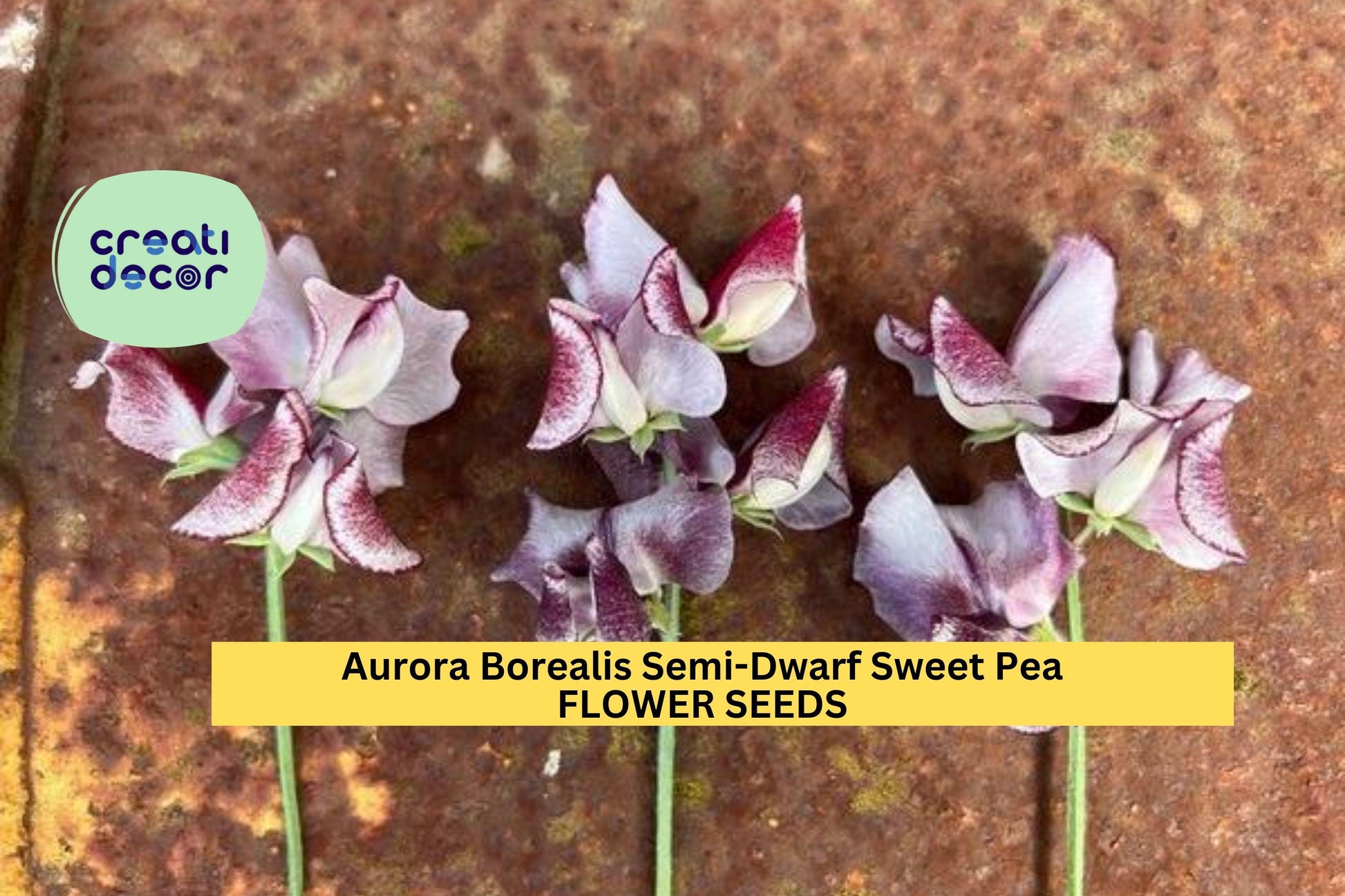 50+ Aurora Borealis Sweet Pea Seeds – Fragrant Mix, Semi-Dwarf Lathyrus odoratus for Borders & Containers