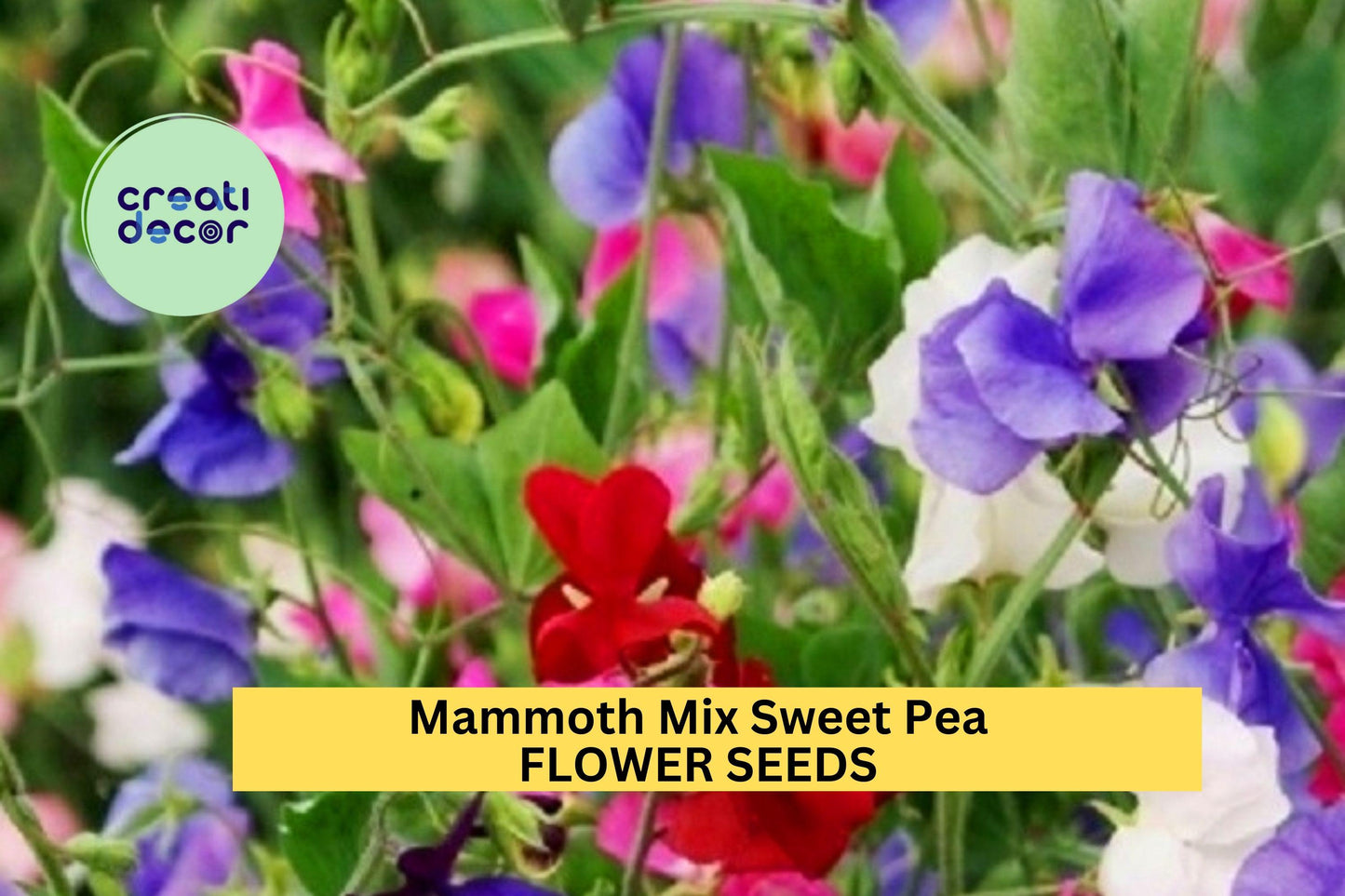 50+ Mammoth Mix Sweet Pea Seeds – Fragrant Climbing Vines for Trellises & Bouquets, Vibrant Color Mix, Lathyrus odoratus