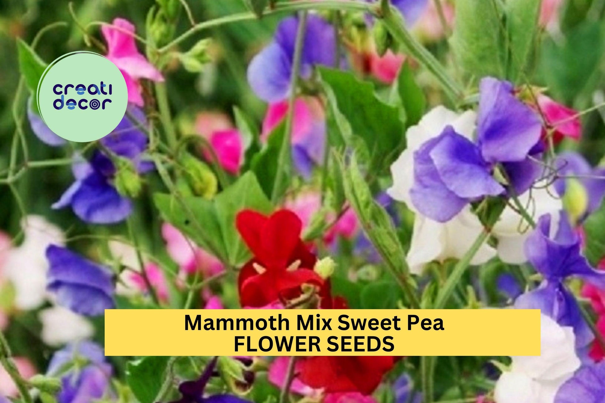50+ Mammoth Mix Sweet Pea Seeds – Fragrant Climbing Vines for Trellises & Bouquets, Vibrant Color Mix, Lathyrus odoratus