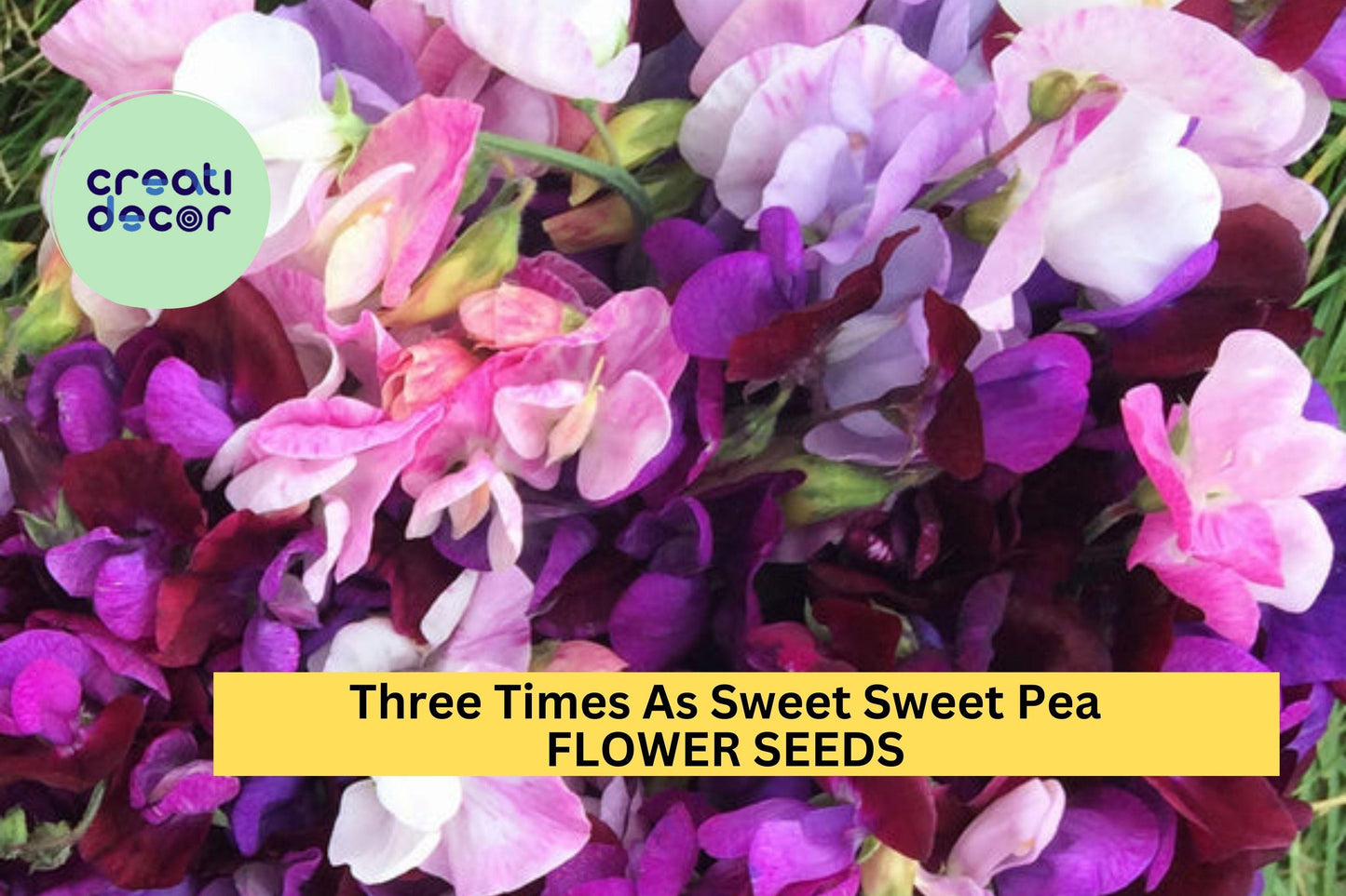 50+ Sweet Pea Seeds – Triple Bloom Fragrant Vines in Pink, Purple & White – Lathyrus odoratus for Trellises & Bouquets