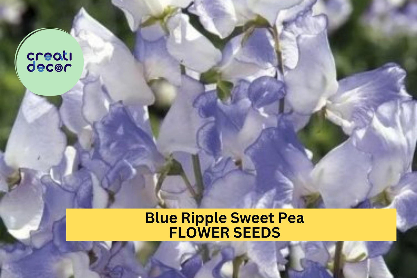 Blue Ripple Sweet Pea Seeds – Marbled Blue & White Fragrant Climbing Vines for Trellises & Gardens – Lathyrus odoratus, 50+ Seeds