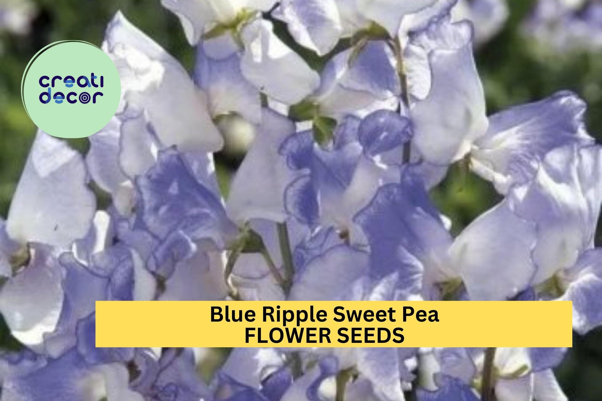 Blue Ripple Sweet Pea Seeds – Marbled Blue & White Fragrant Climbing Vines for Trellises & Gardens – Lathyrus odoratus, 50+ Seeds