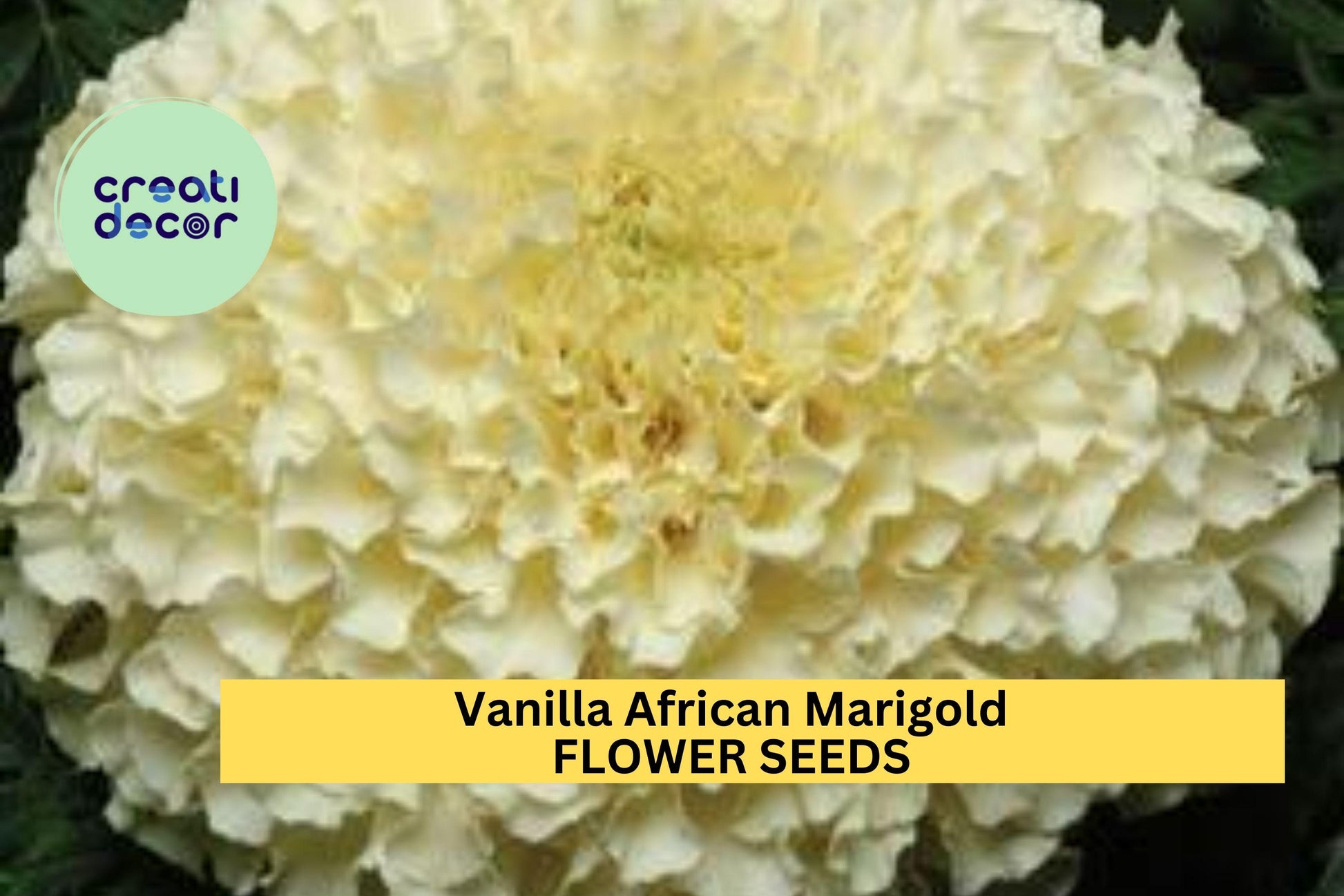 Vanilla African Marigold Seeds, Creamy White Blooms, Tall Summer Annuals, Tagetes erecta, Garden Planting, Pollinator-Friendly