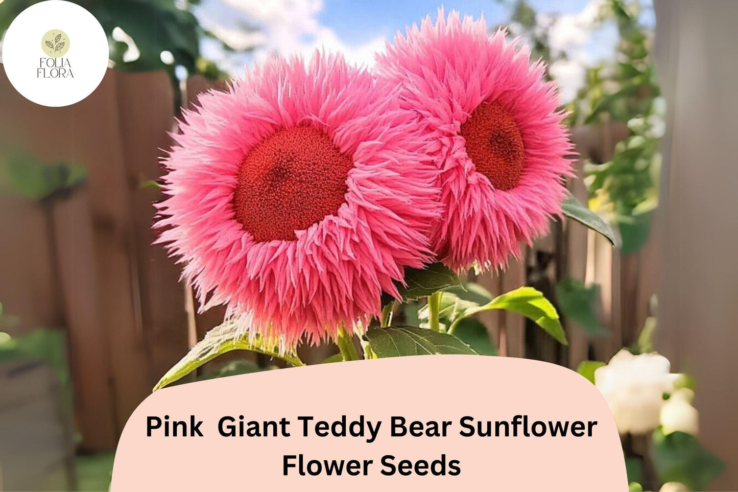 Pink Giant Teddy Bear Sunflower Seeds – Heirloom, Double-Petal Pink Blooms, Helianthus annuus, 50pcs