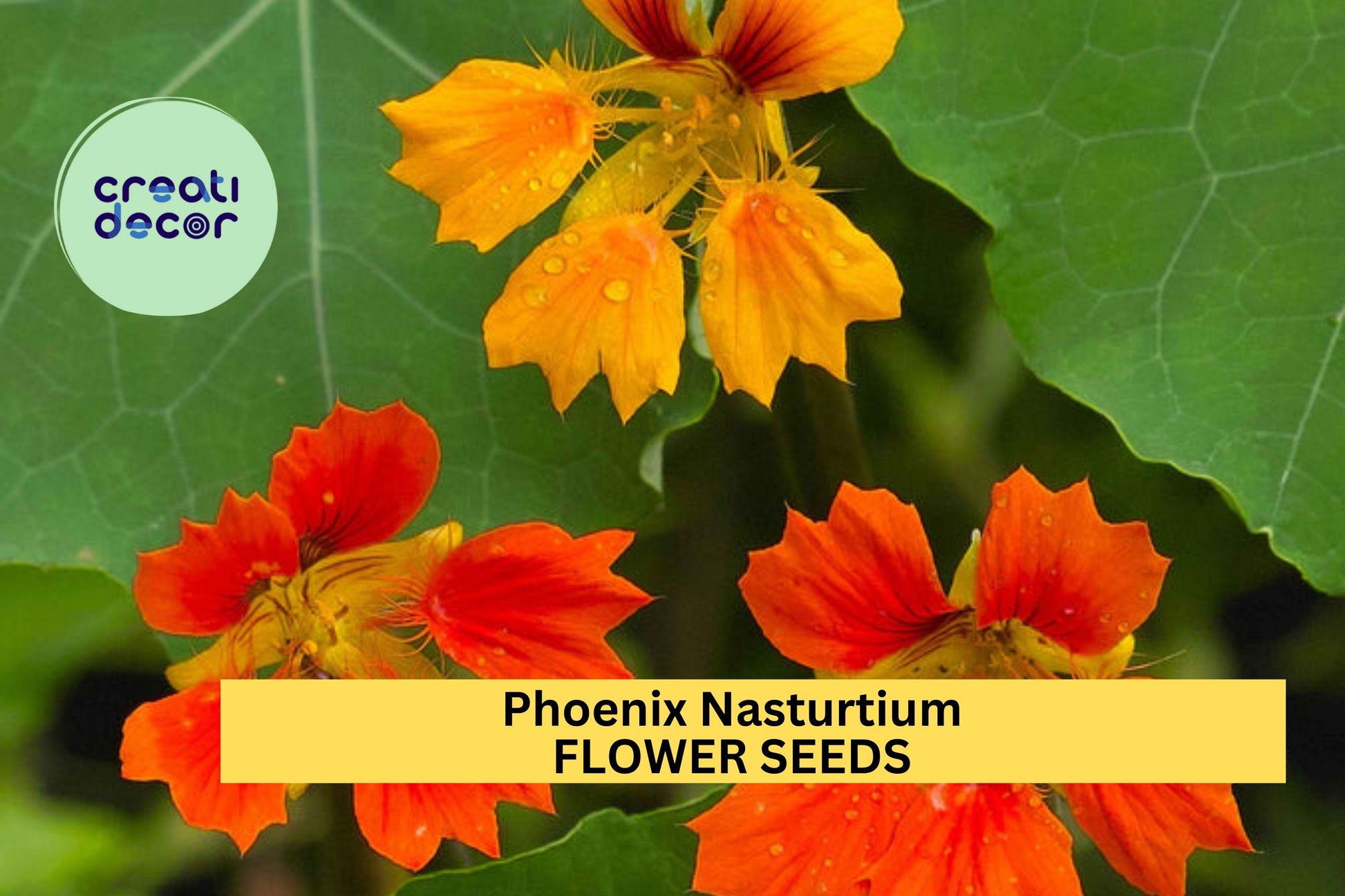 Phoenix Nasturtium Seeds – Fringed Edible Flowers for Garden Beds, Borders & Containers – Tropaeolum majus, Vibrant Red, Orange & Gold