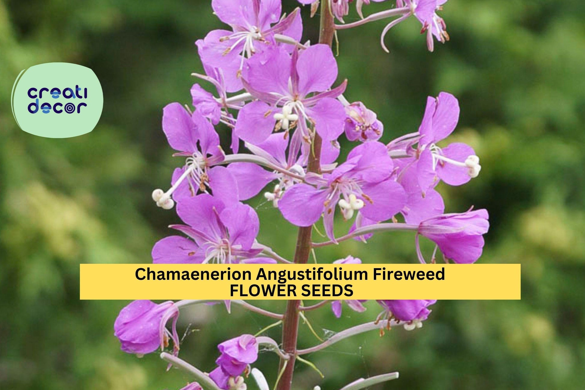 Fireweed Seeds 3-Pack – Pink-Purple Wildflowers for Native Gardens – Chamaenerion angustifolium Perennial Seed