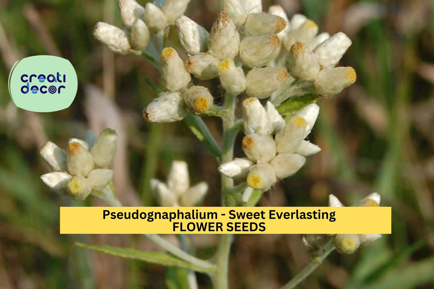 Sweet Everlasting Seeds – 30mg Pseudognaphalium obtusifolium Native Wildflower for Dried Arrangements & Pollinator Gardens