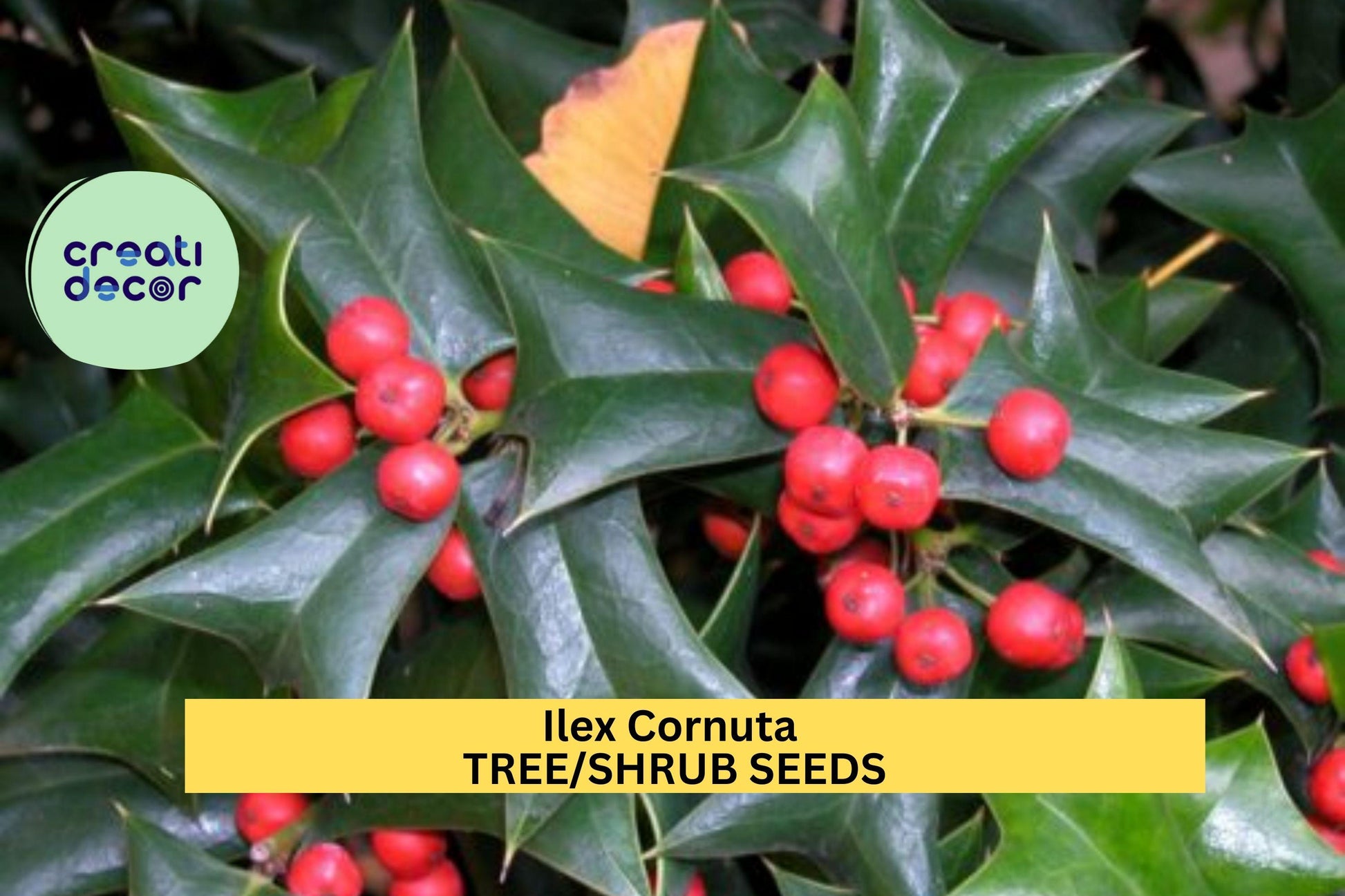 3pcs Ilex cornuta Seeds – Chinese Holly Evergreen Shrub for Hedges, Borders, Wildlife Landscaping