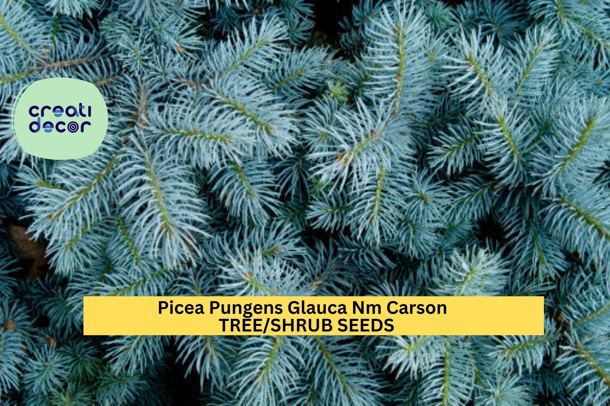 3pcs Colorado Blue Spruce Seeds – Picea pungens 'Glauca NM Carson' Evergreen Conifer for Cold-Hardy Landscaping
